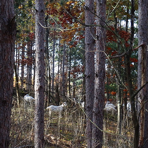 Goats Foraging Buckthorn at Lily Springs Farm (Copy)
