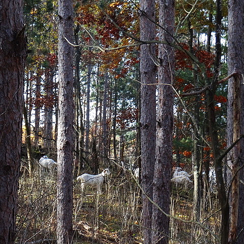 Goats Foraging Buckthorn at Lily Springs Farm
