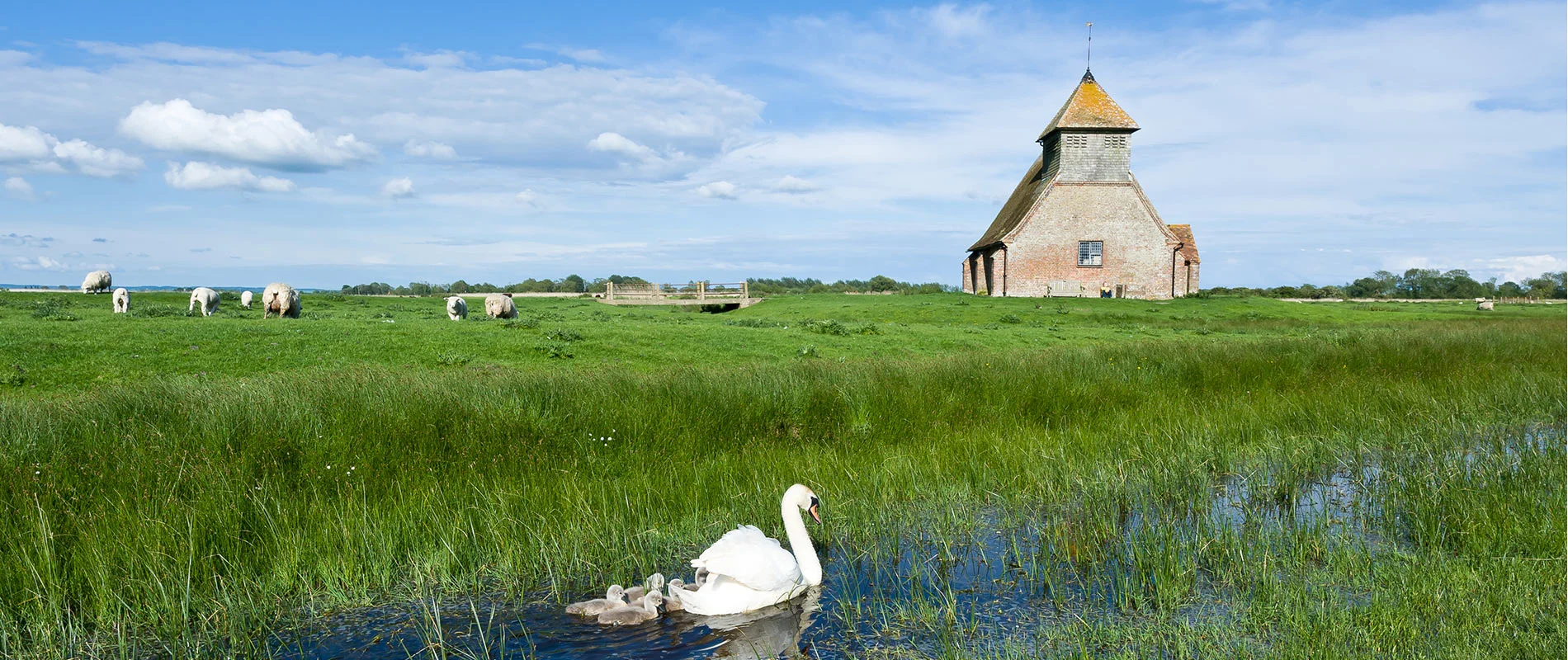 romney-marsh-wildlife.jpg