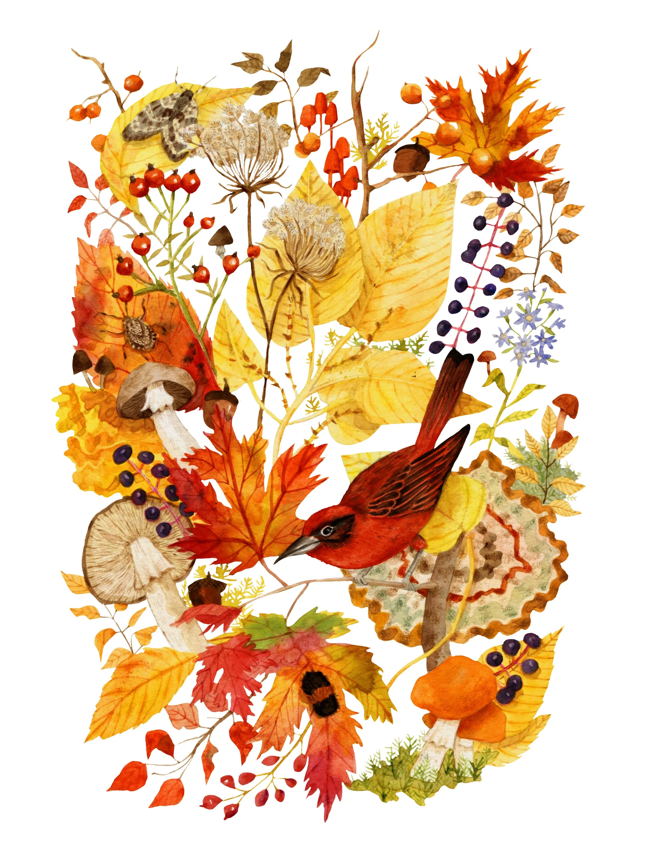 Flora + Fauna