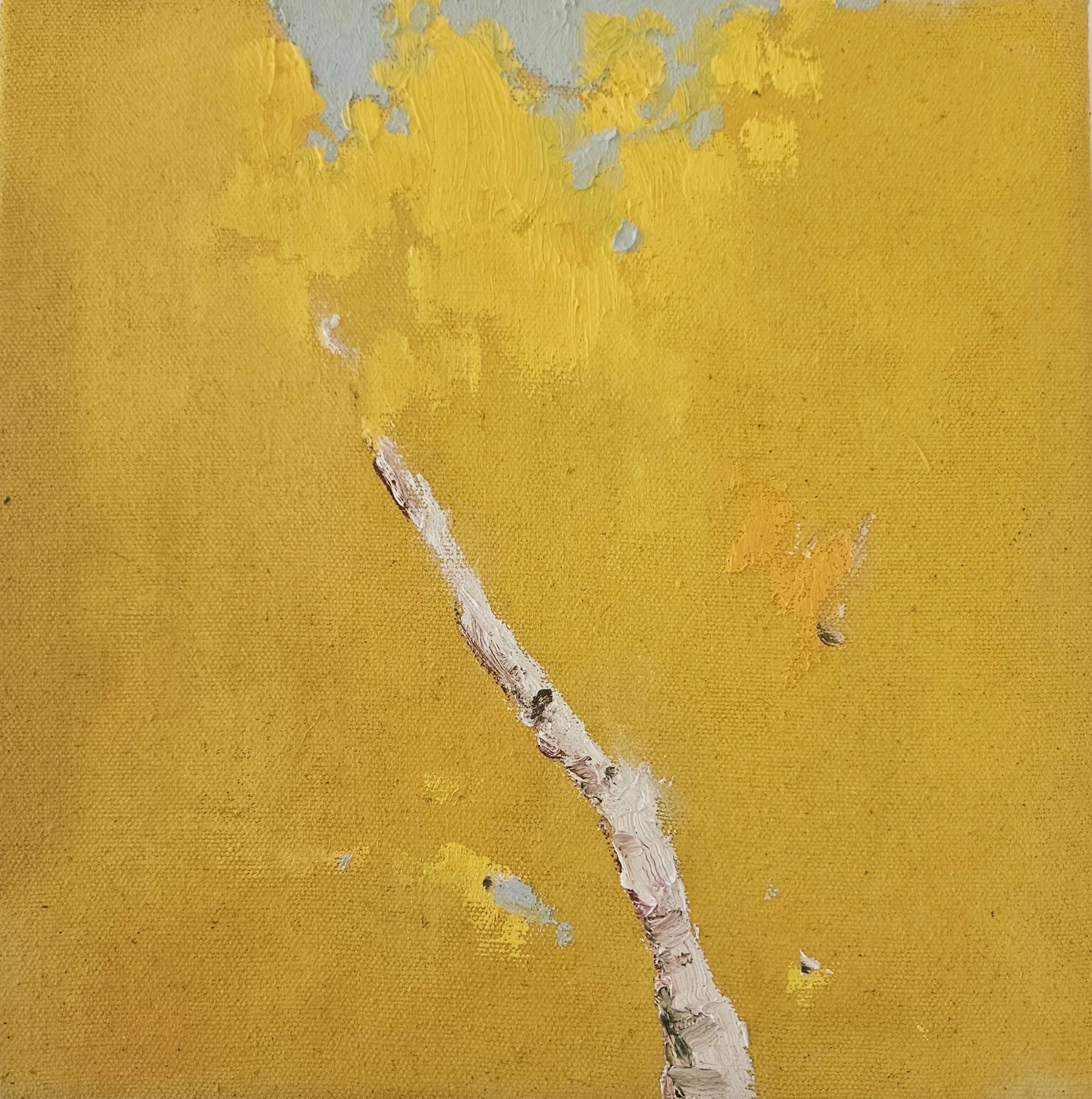 Leaning Birch, 12" x 12", Oil on Canvas, $750