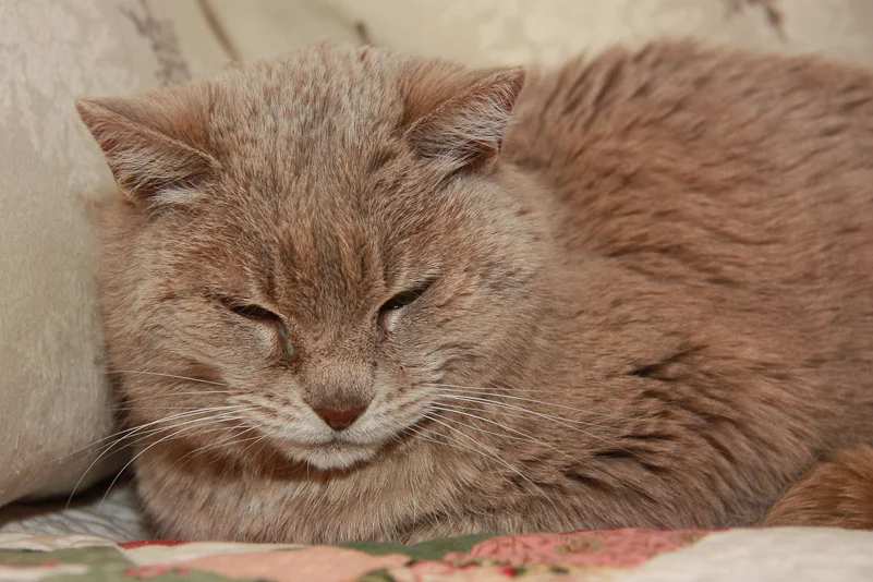 community cat disinterest.jpg