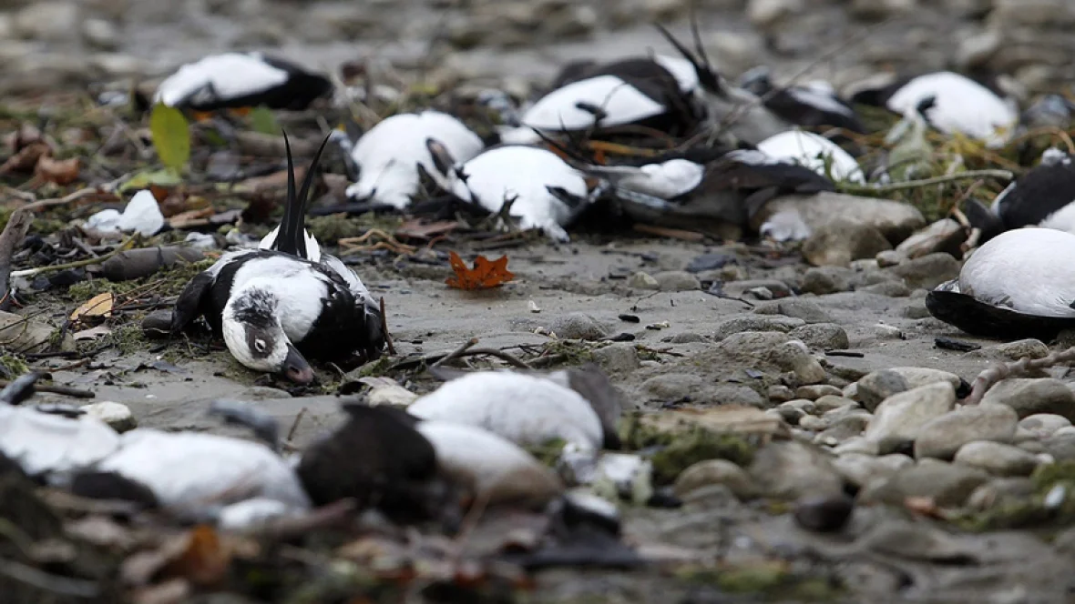 hi-dead-birds-852-ap1487677.jpg