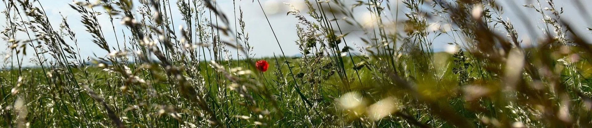 grass-seeds.jpg