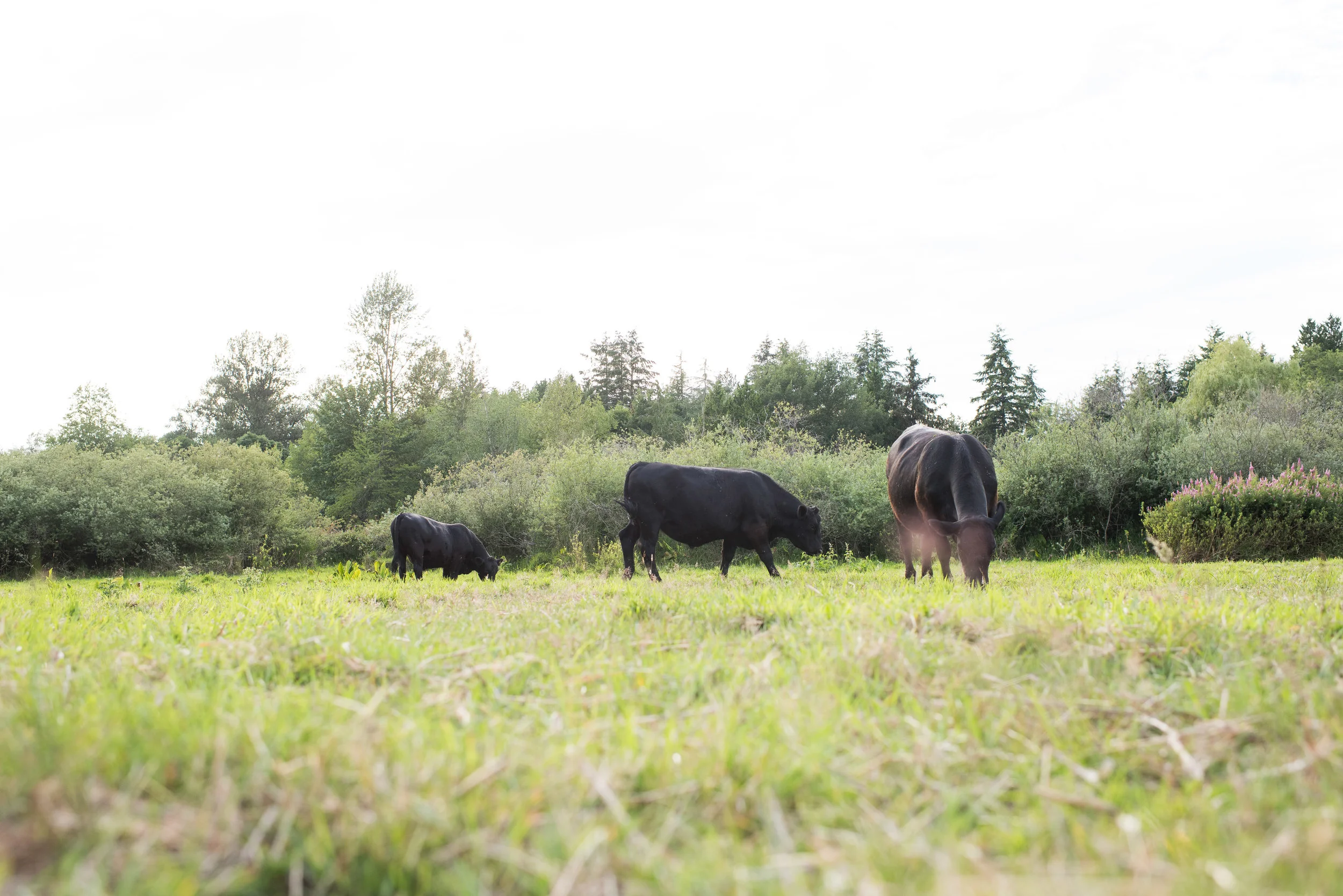 What Makes Our Beef A Premium Choice — Central Park Farms Pasture