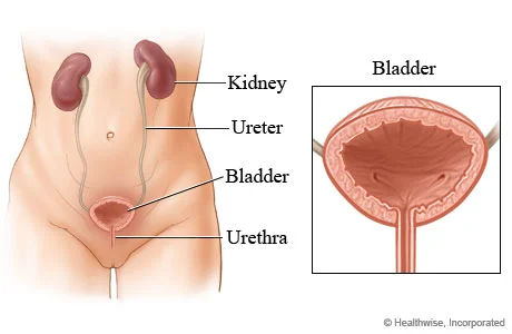 Photo Courtesy of Healthwise