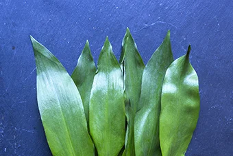 wild-garlic-web.jpg
