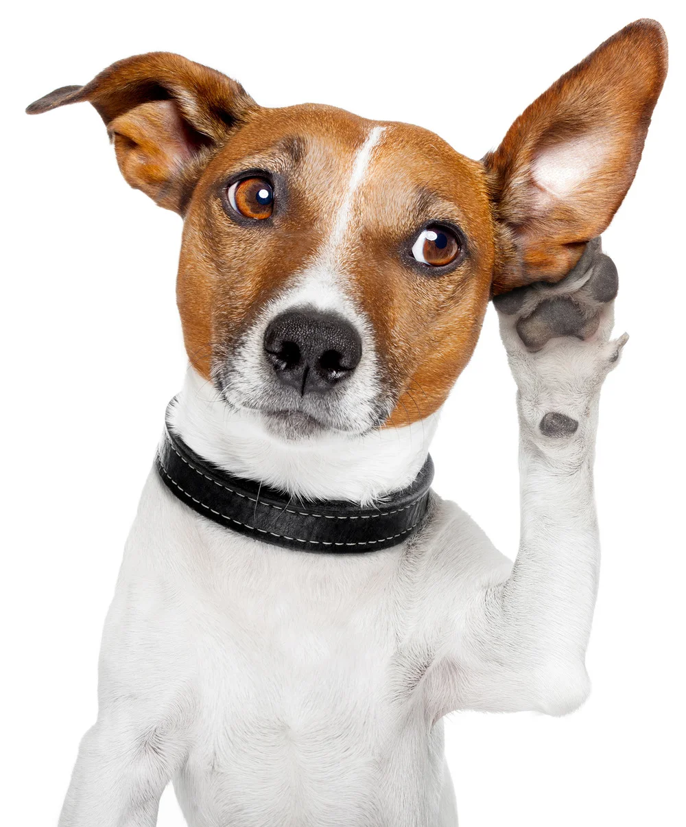 Dog-Listening.jpg