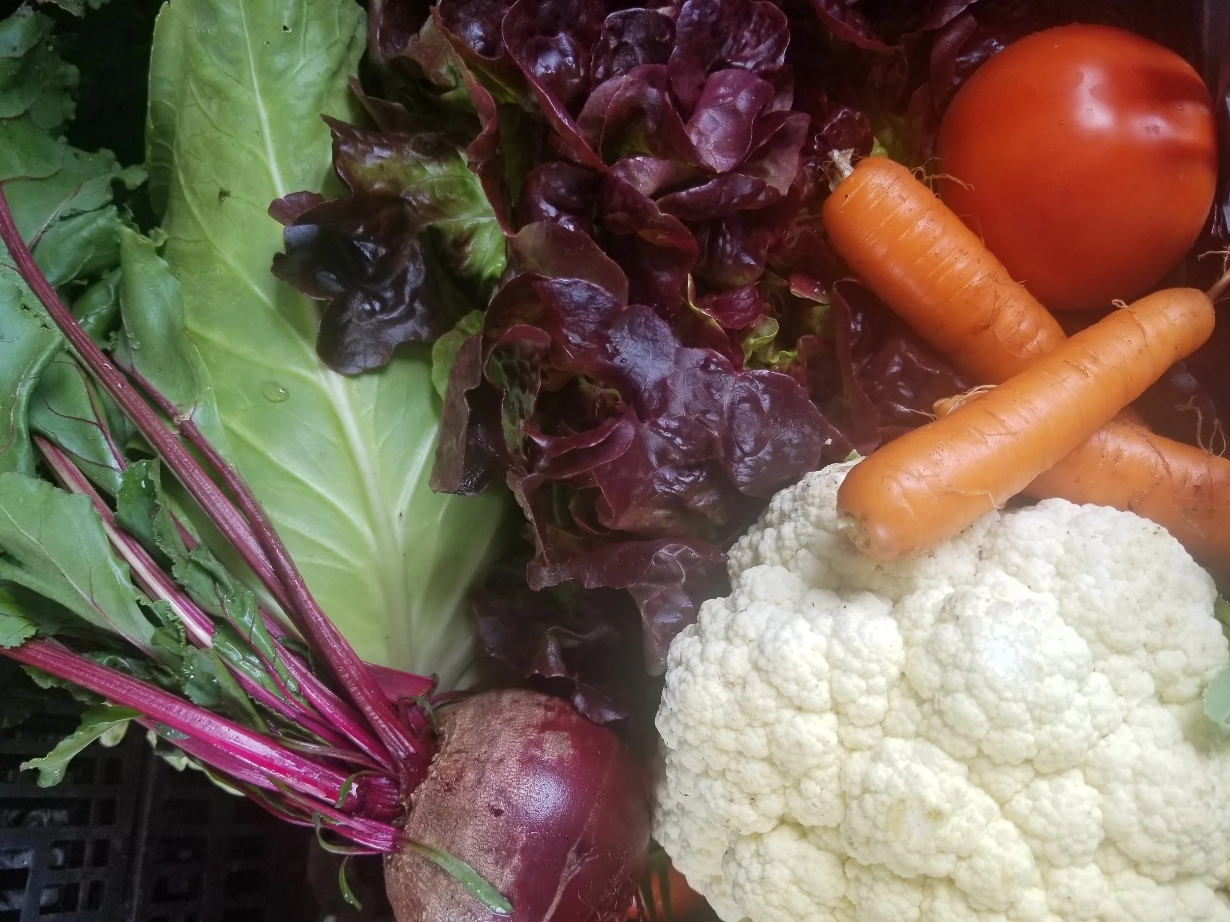 GROW A ROW!! -Do you find yourself having excess Produce from your garden or are you are a farmer or own a local food business who may have some excess? We would like to partner with you and get your donations to those who need it most. Or if you’d like more information or have questions, contact Faith at ext 220 or Faithw@ctk.church .