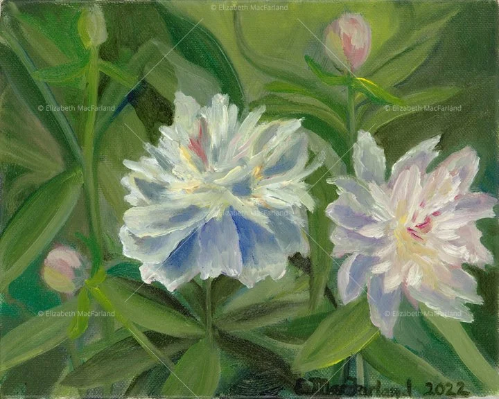 Peonies [SOLD, prints available]
