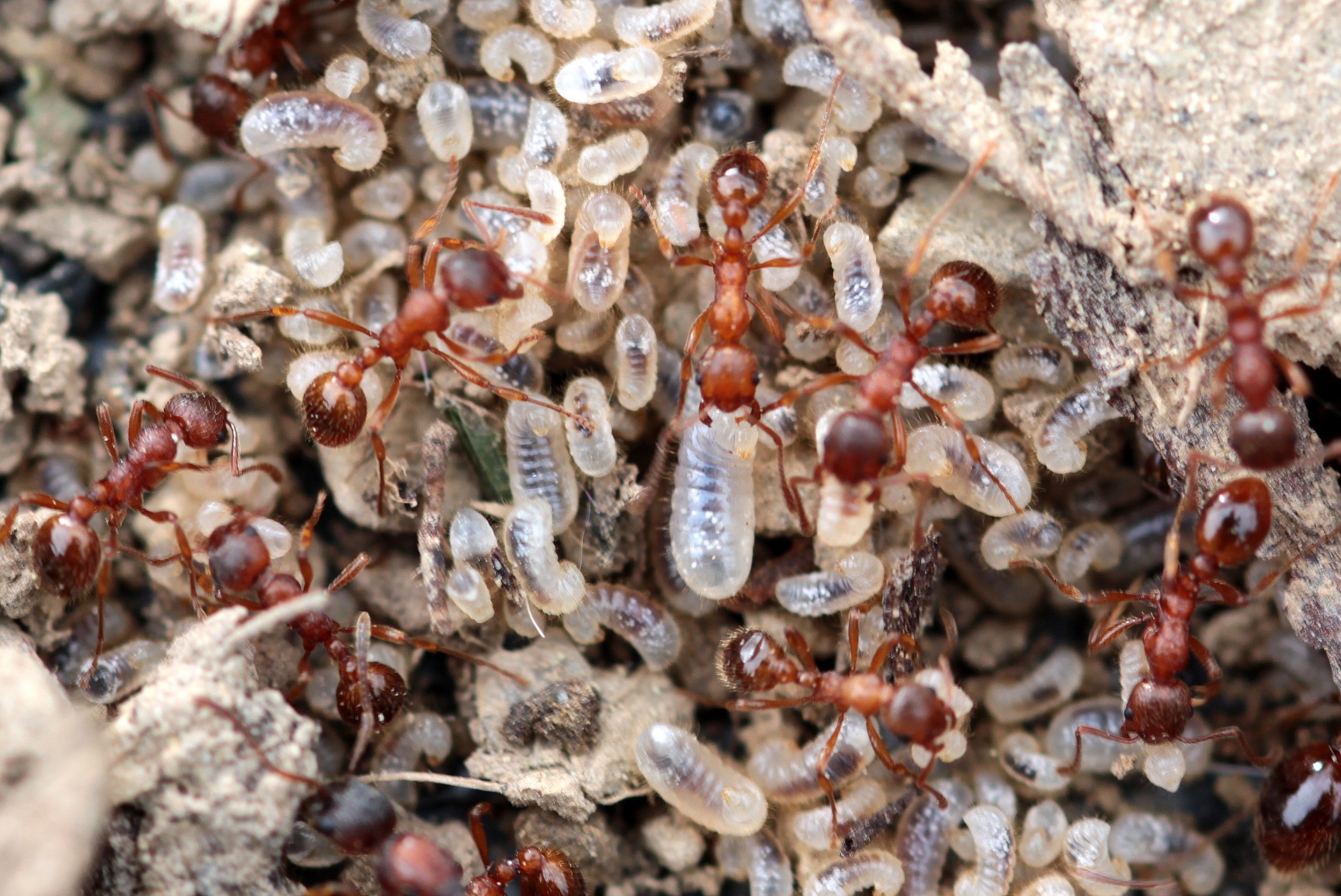 red-garden-ant-1408449_1920.jpg