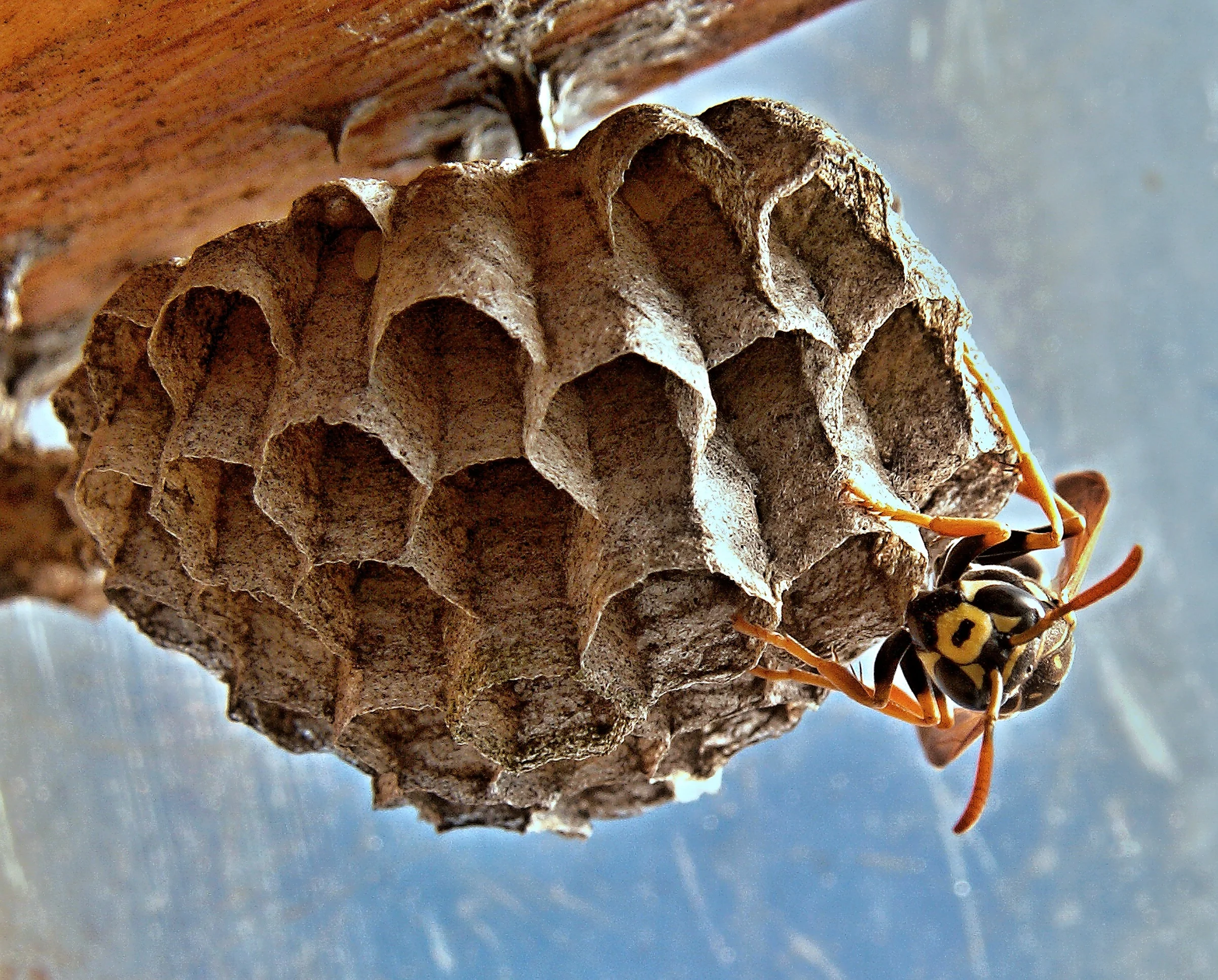 vosika-french-nests-insect-macro-69983.jpeg