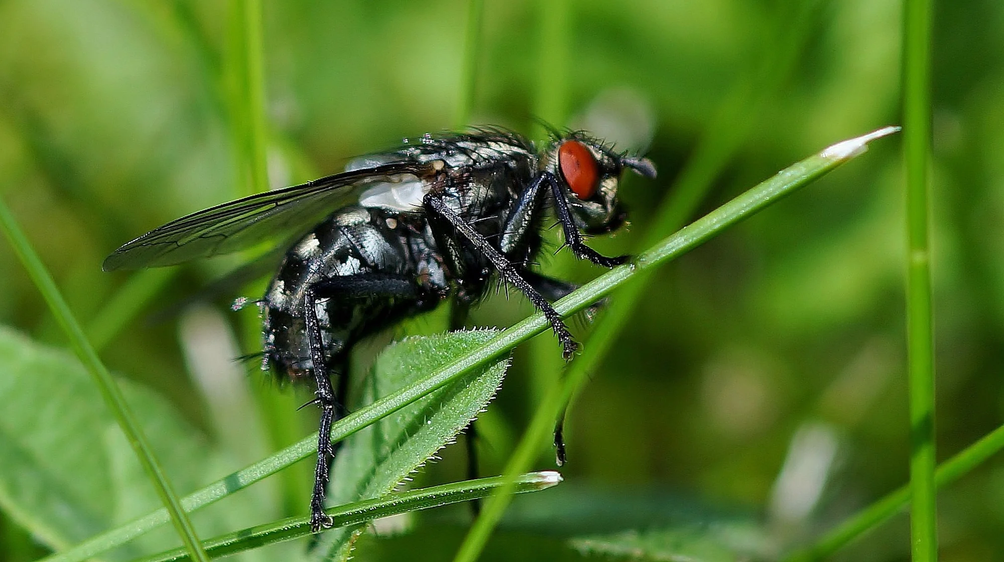 Fly Infestation Pest Control Coleshill.jpg