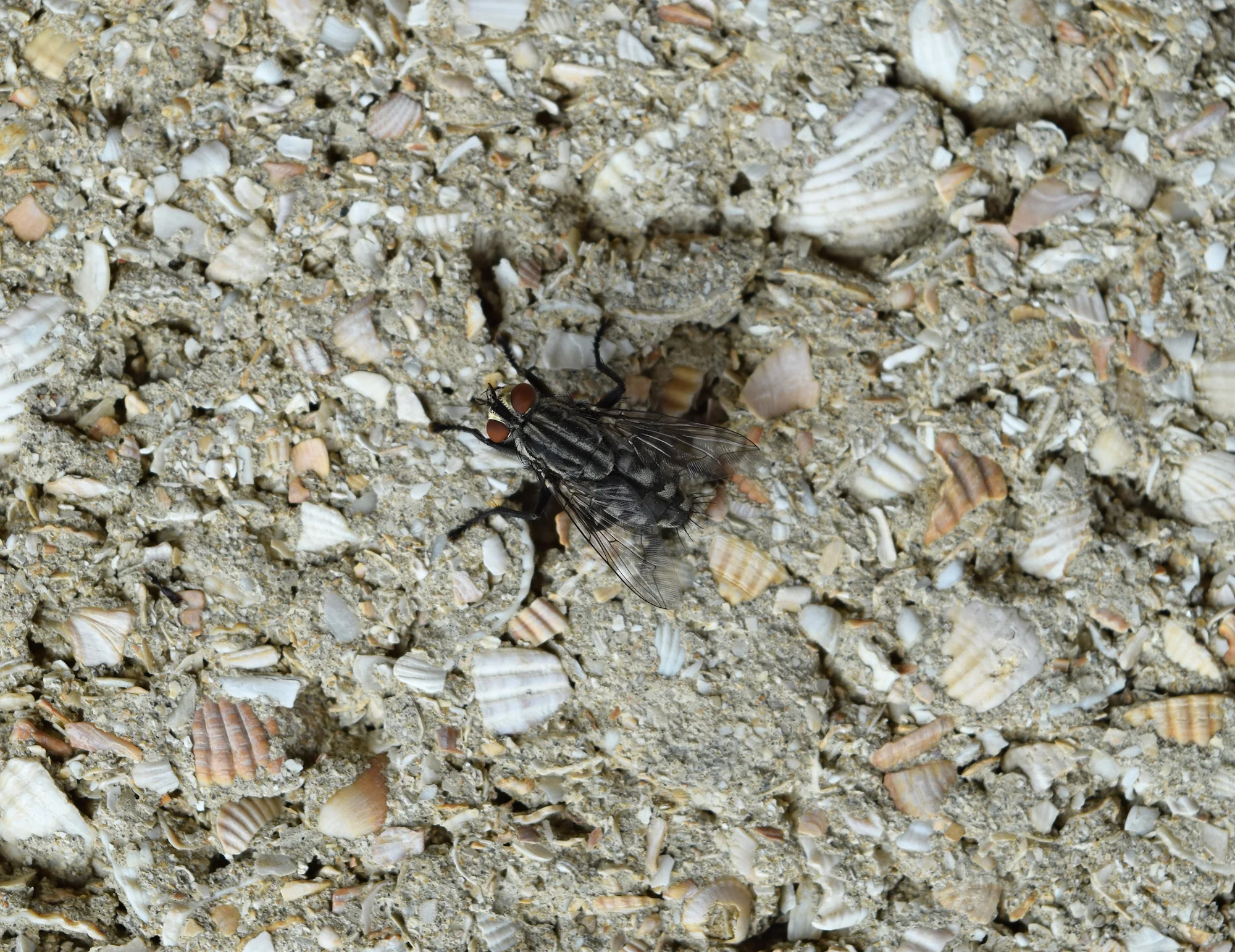 Fly Infestation Pest Control Lea Marston.jpg