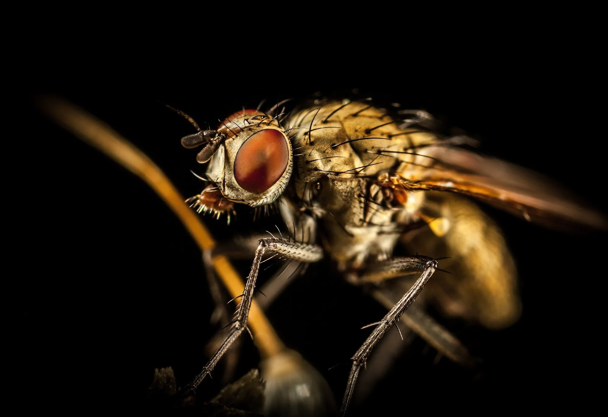 Fly Infestation Pest Control Water Orton.jpg