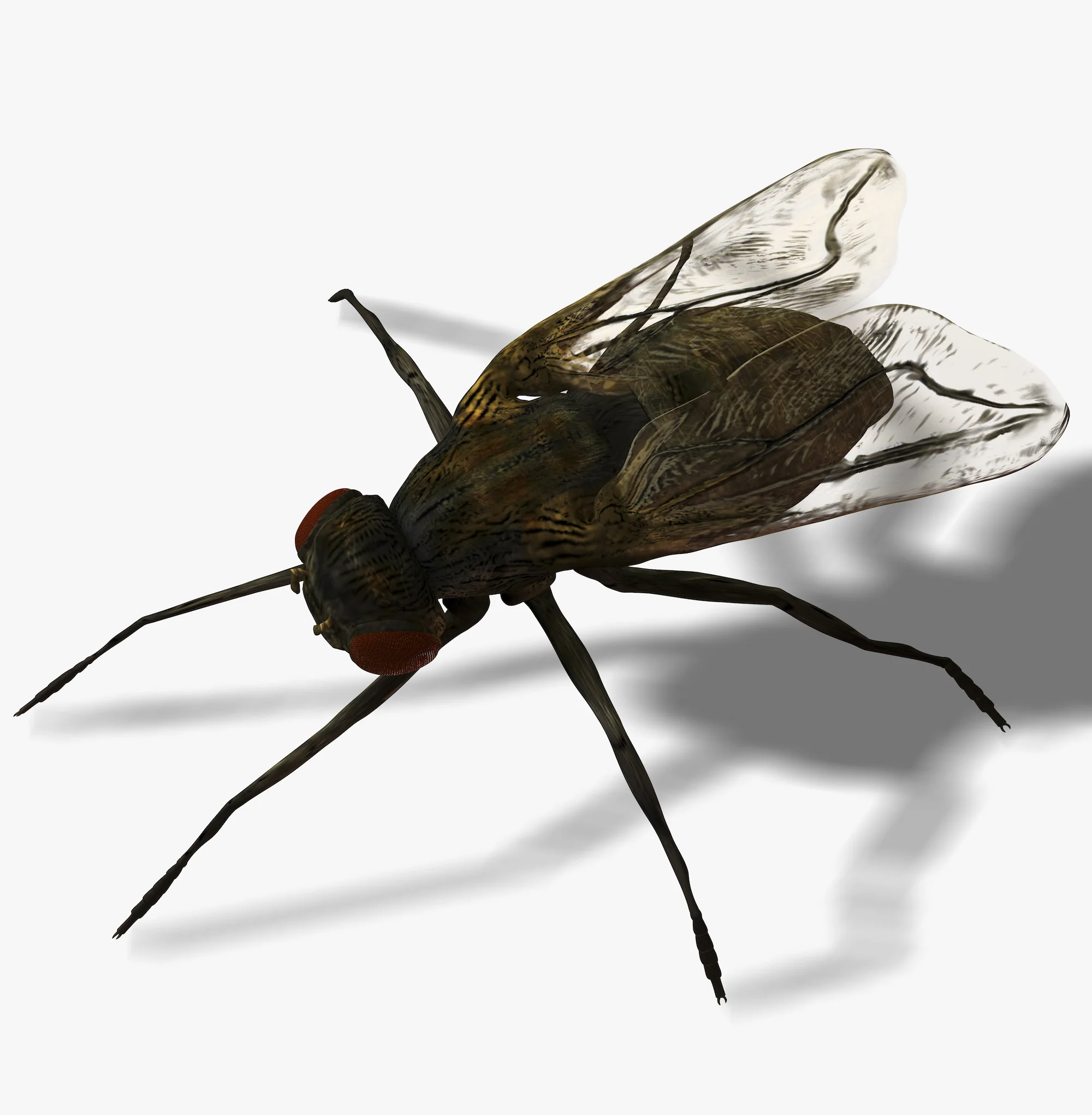 Fly Infestation Pest Control Warwickshire.jpg