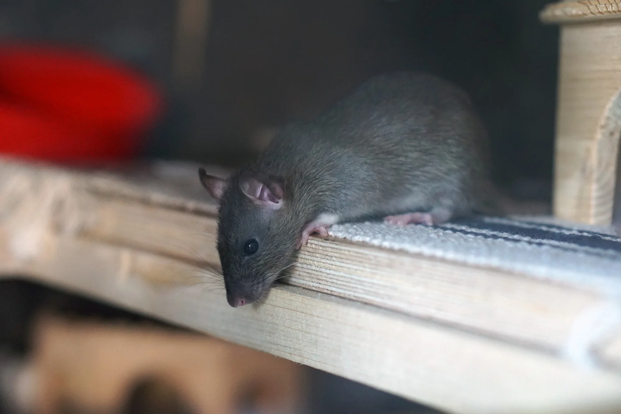 Rat Pest Control in Coleshill.jpg