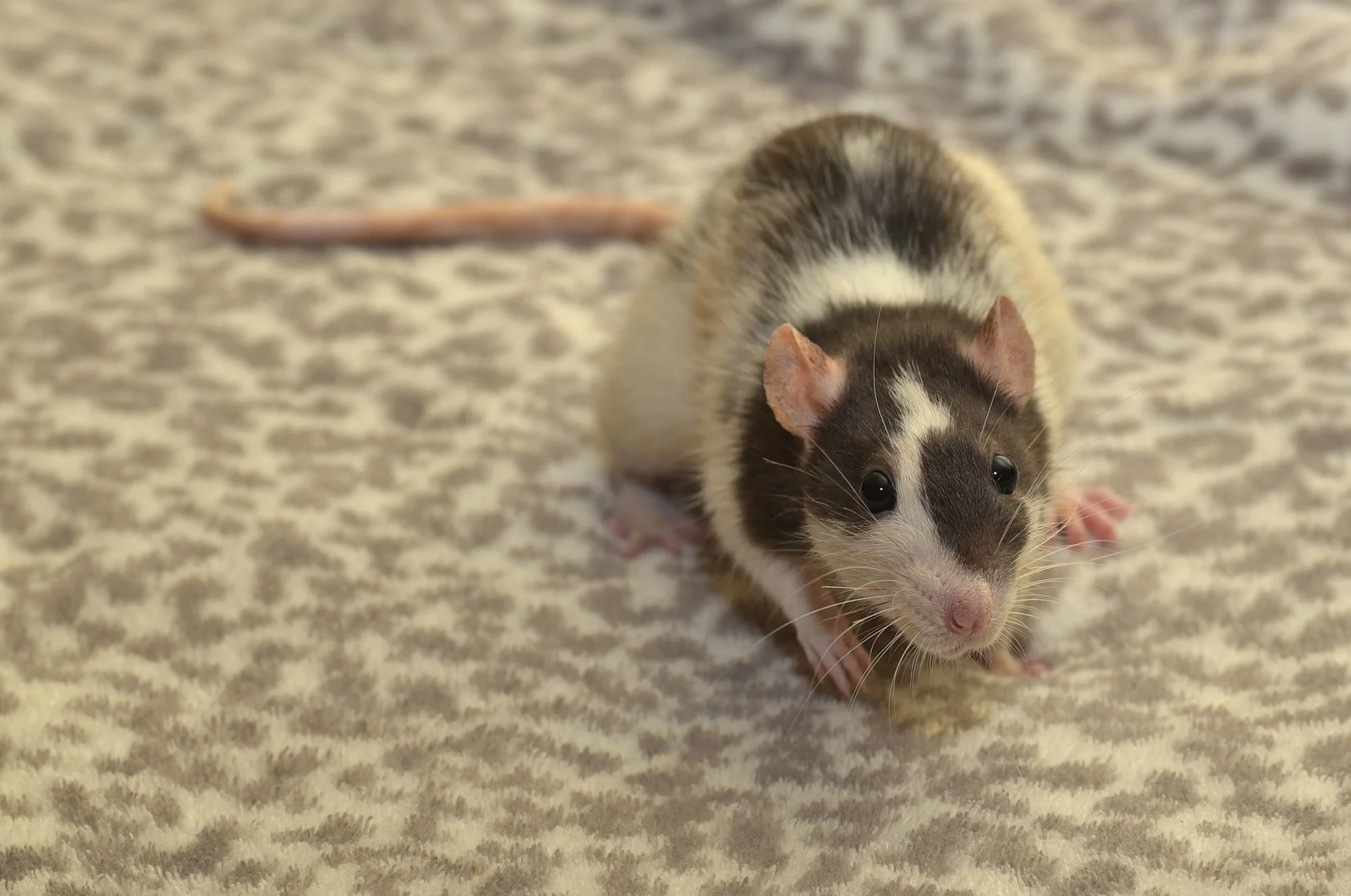 Rat Pest Control in Nuneaton.jpg