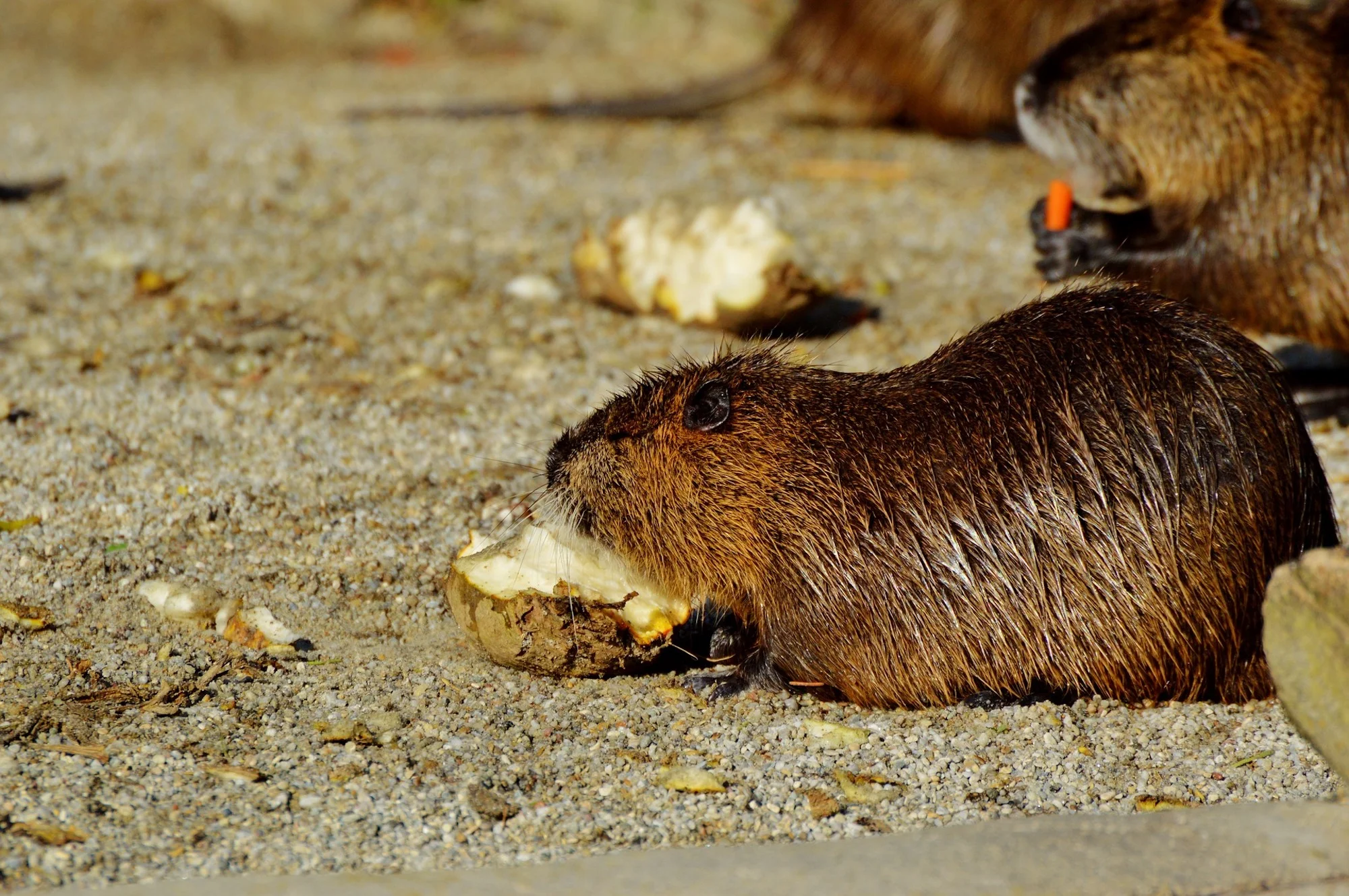 Rat Pest Control in Warwickshire.jpg