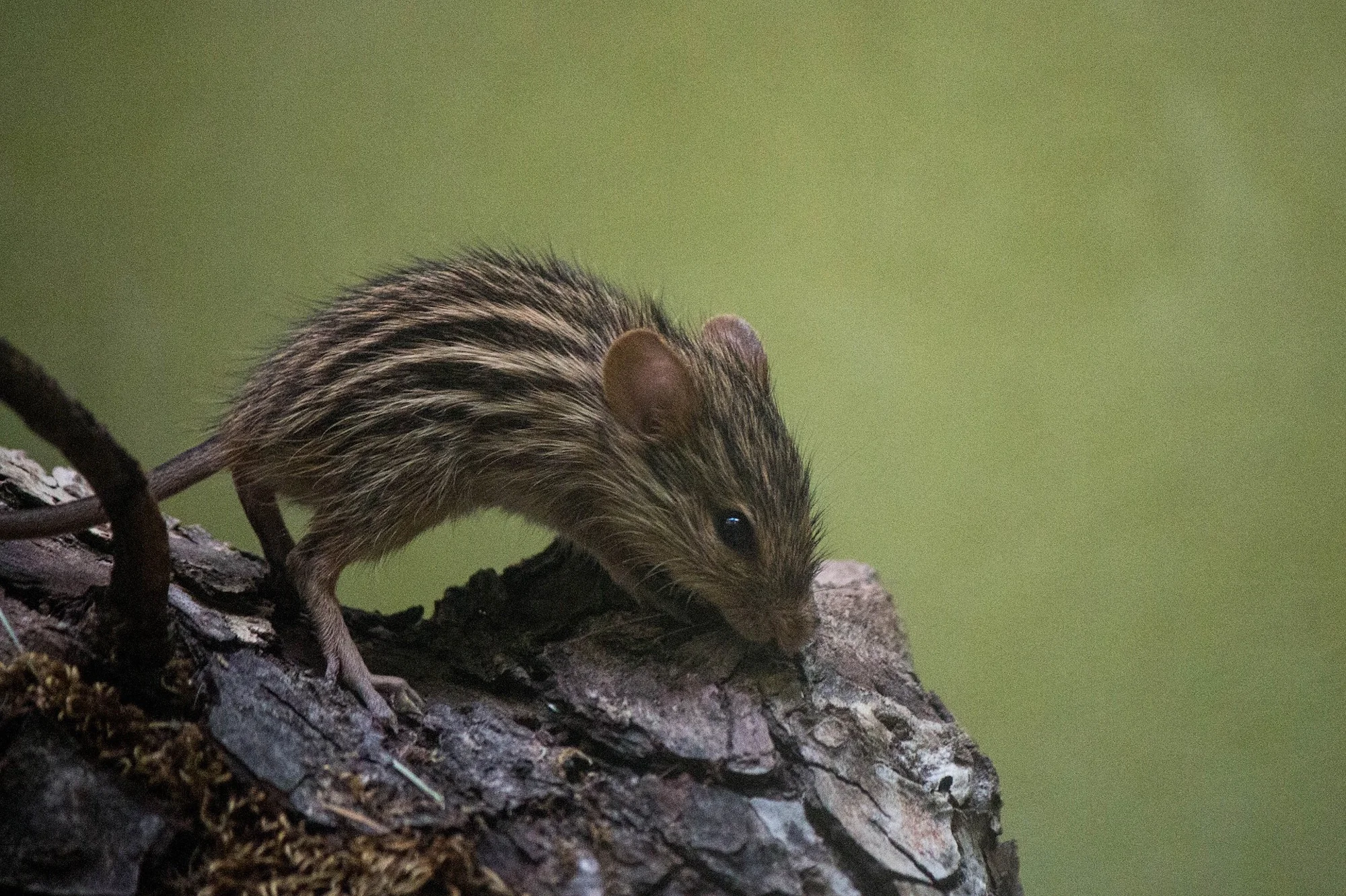 Mouse Pest Control Warwickshire.jpg