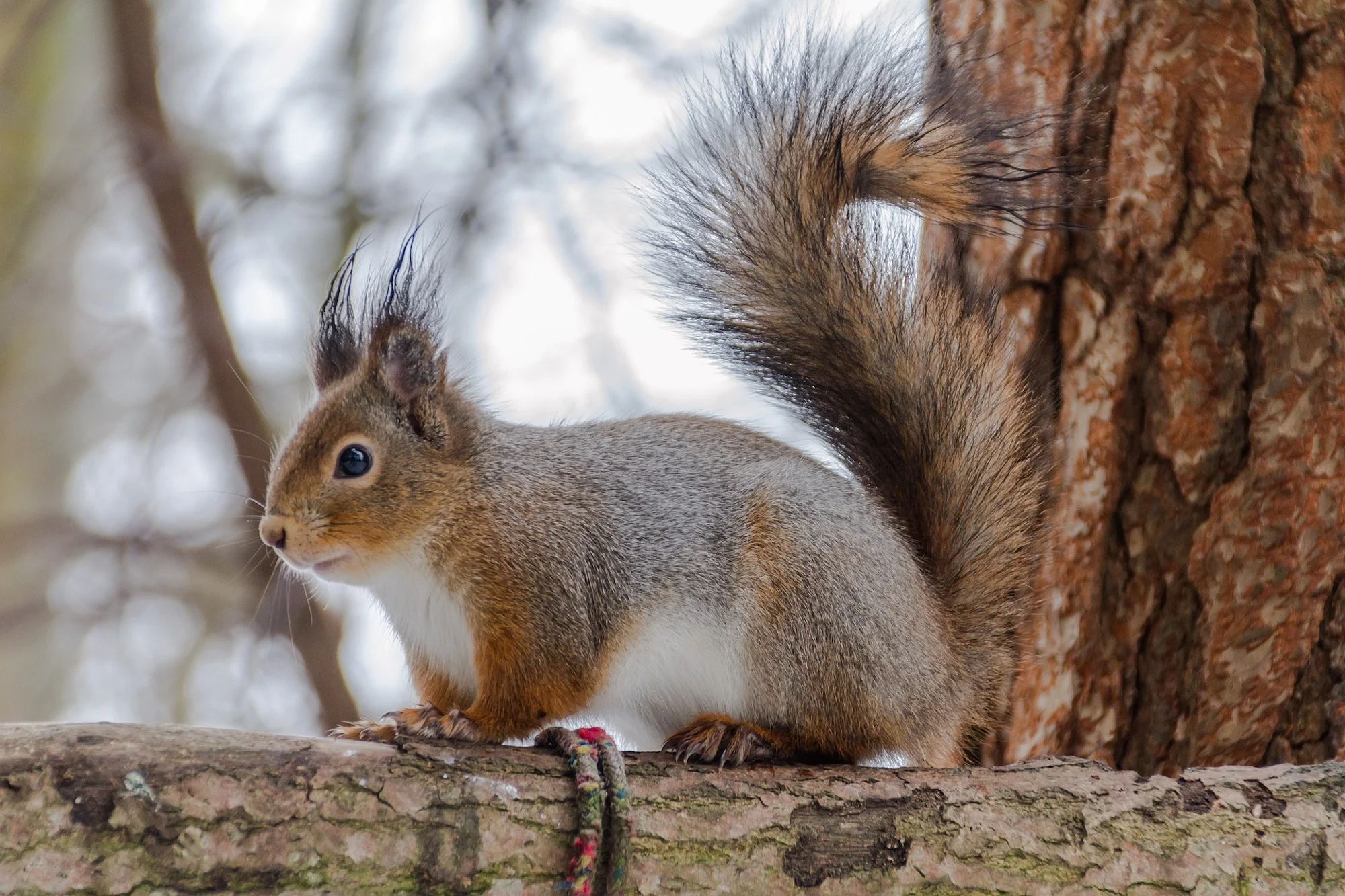 Squirrel Pest Control Nuneaton.jpg