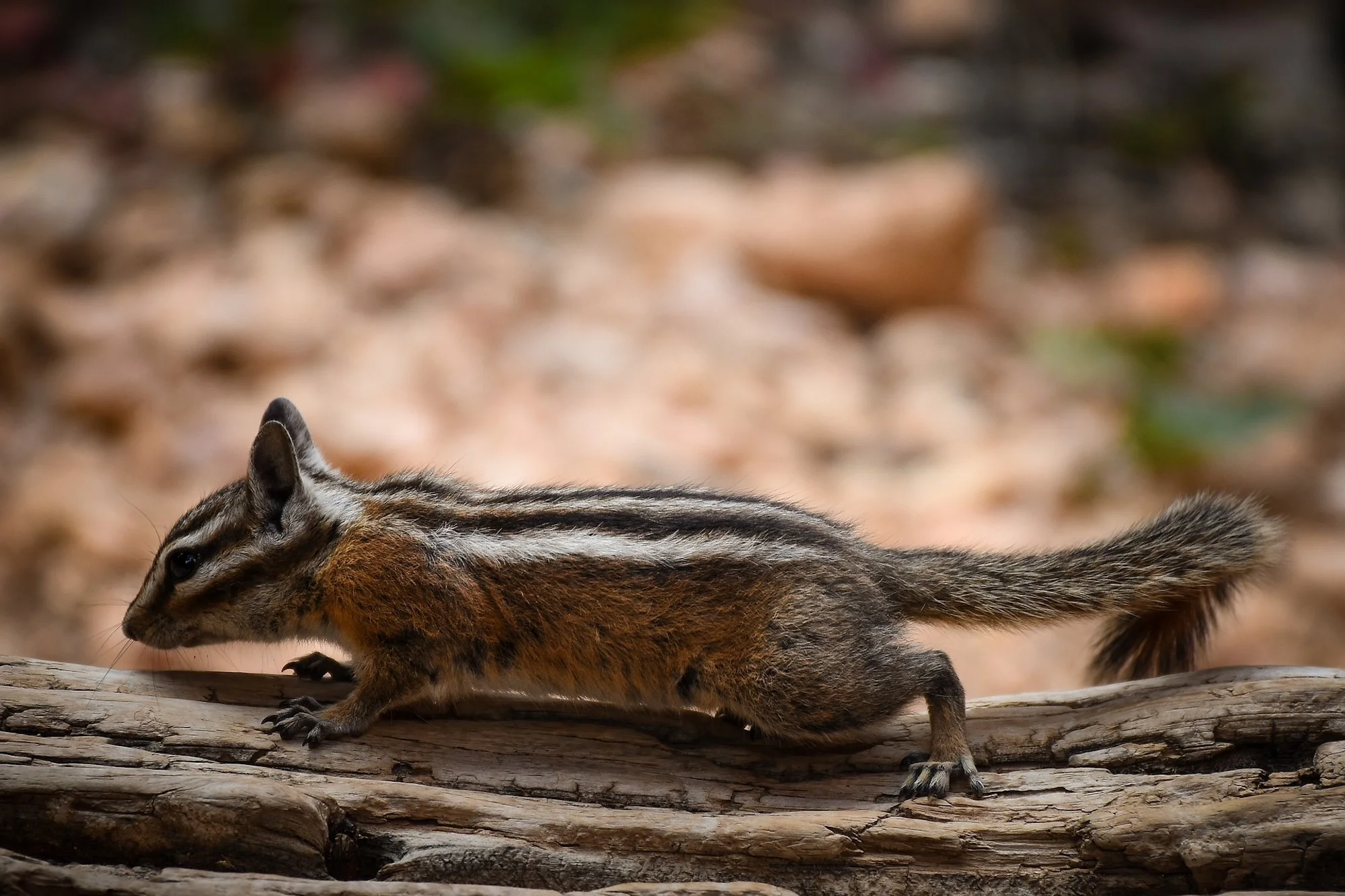 Squirrel Pest Control Water Orton.jpg