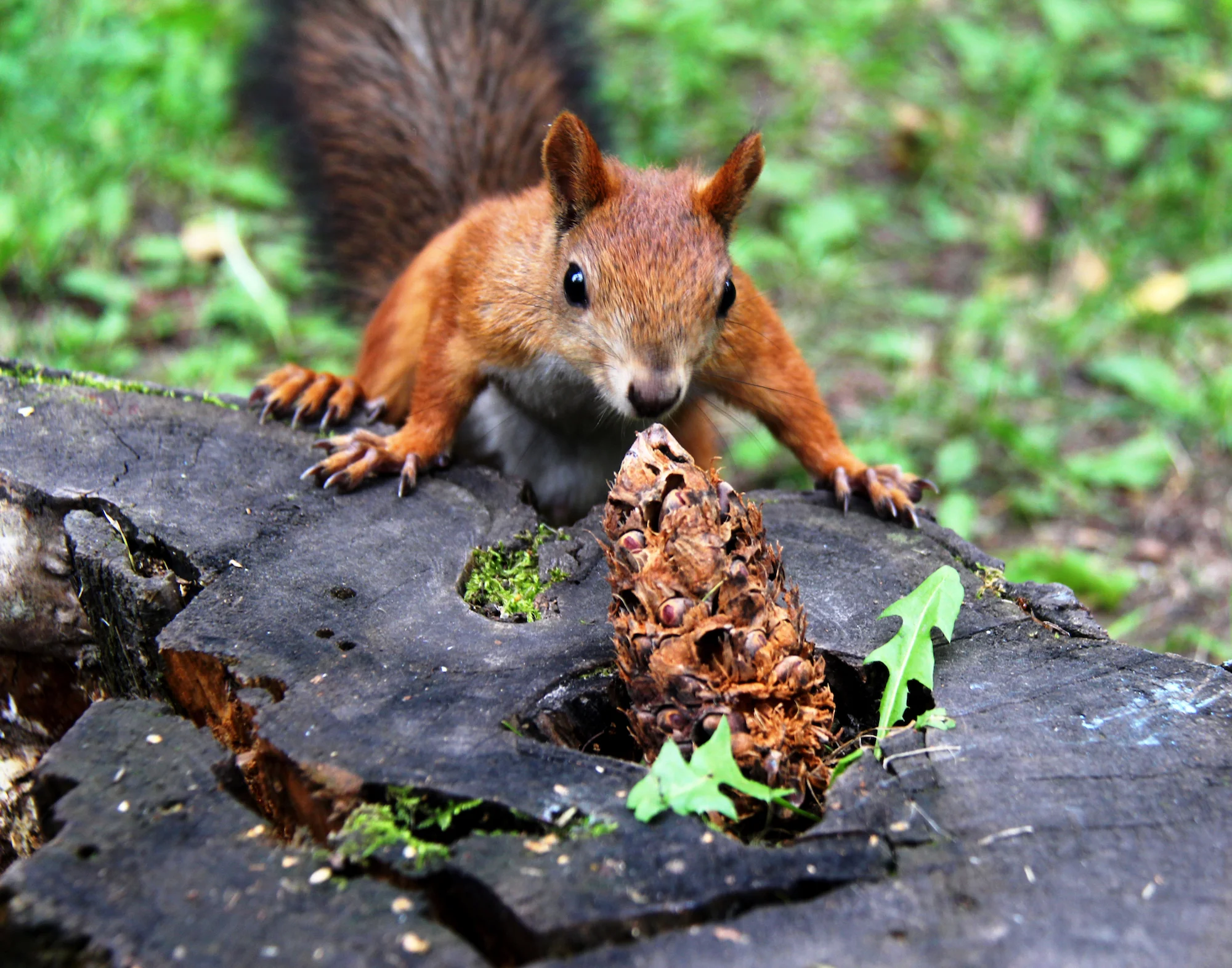 Squirrel Pest Control Warwickshire.jpg