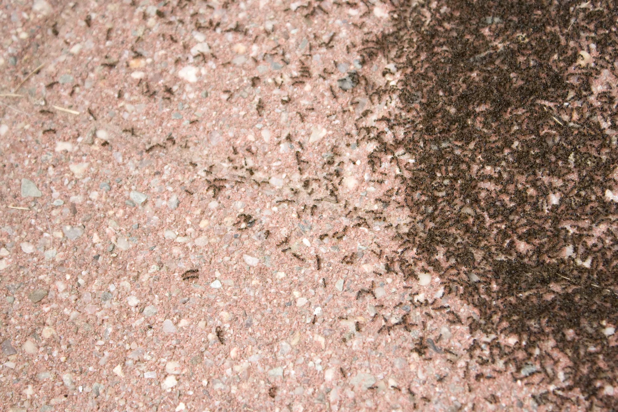 Ant Pest Control Warwickshire.jpg