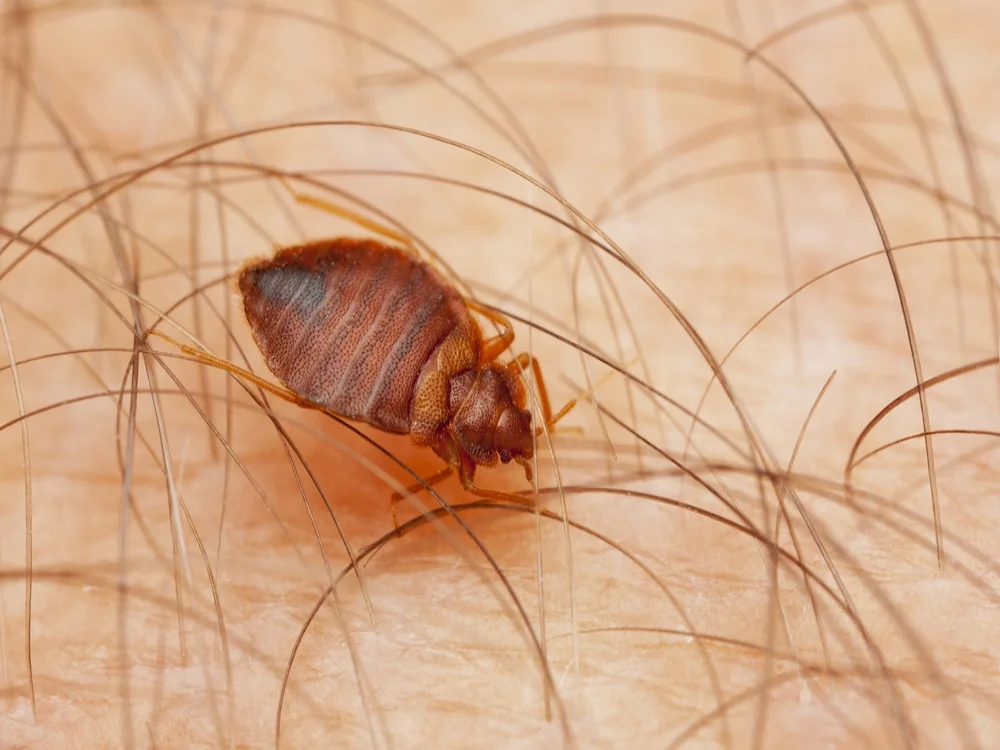 Bed Bugs Pest Control Company Castle Bromwich.jpg