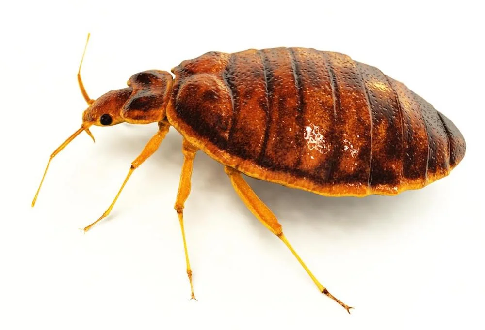 Bed Bugs Pest Control Services Water Orton.jpg
