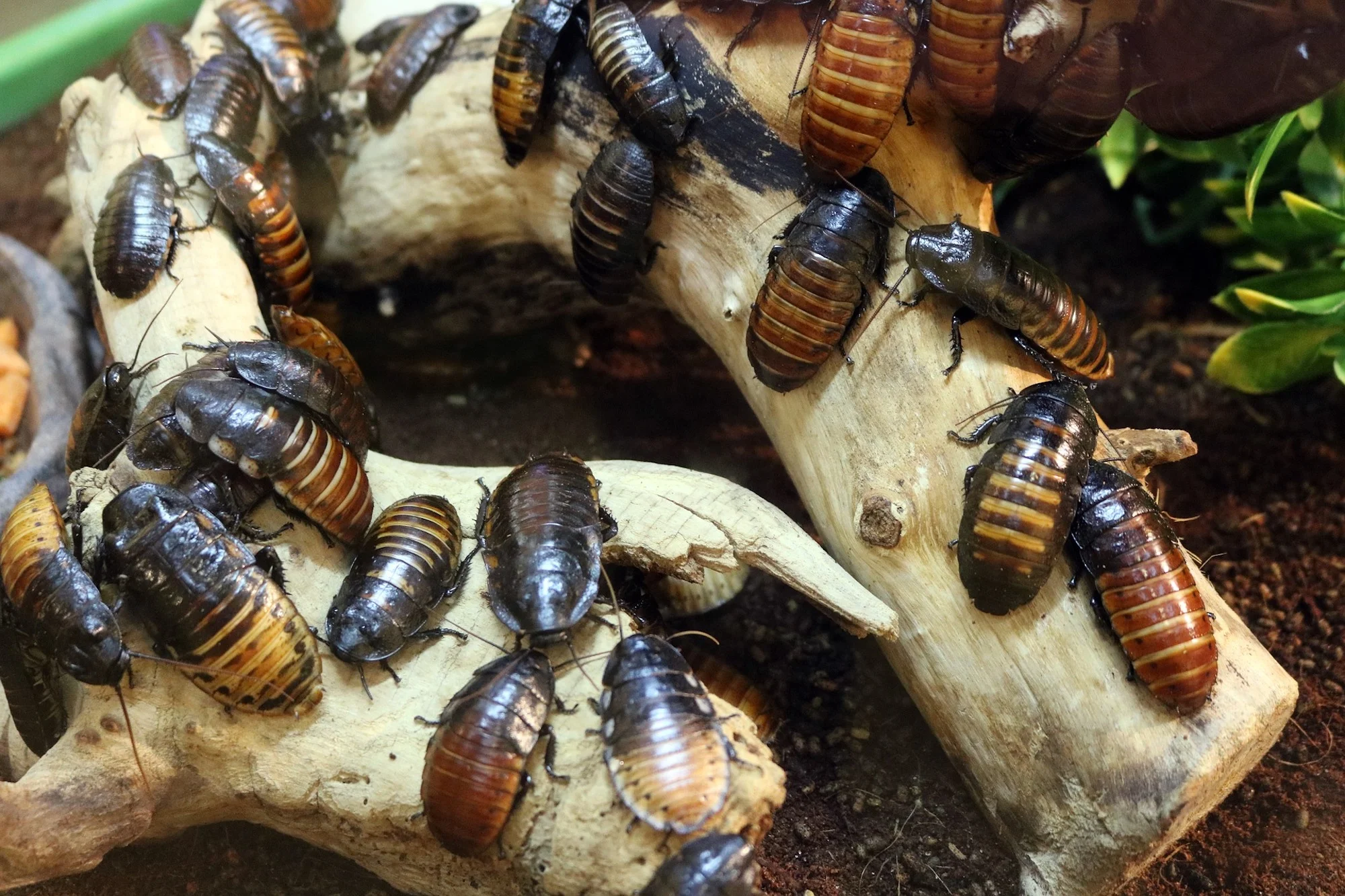 Cockroach Removal & Pest Control Services Castle Bromwich.jpg