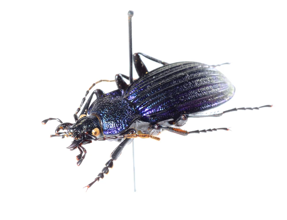 Bed Bugs Pest Control Coleshill.jpg