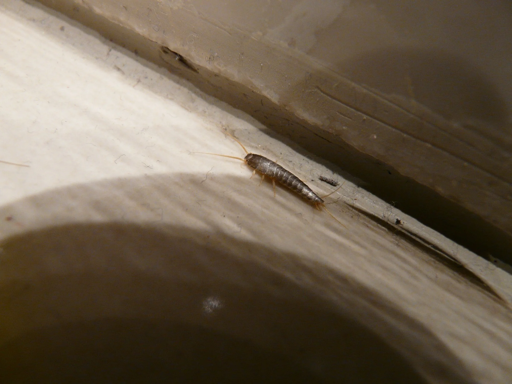 Silverfish Pest Control Services Water Orton.jpg