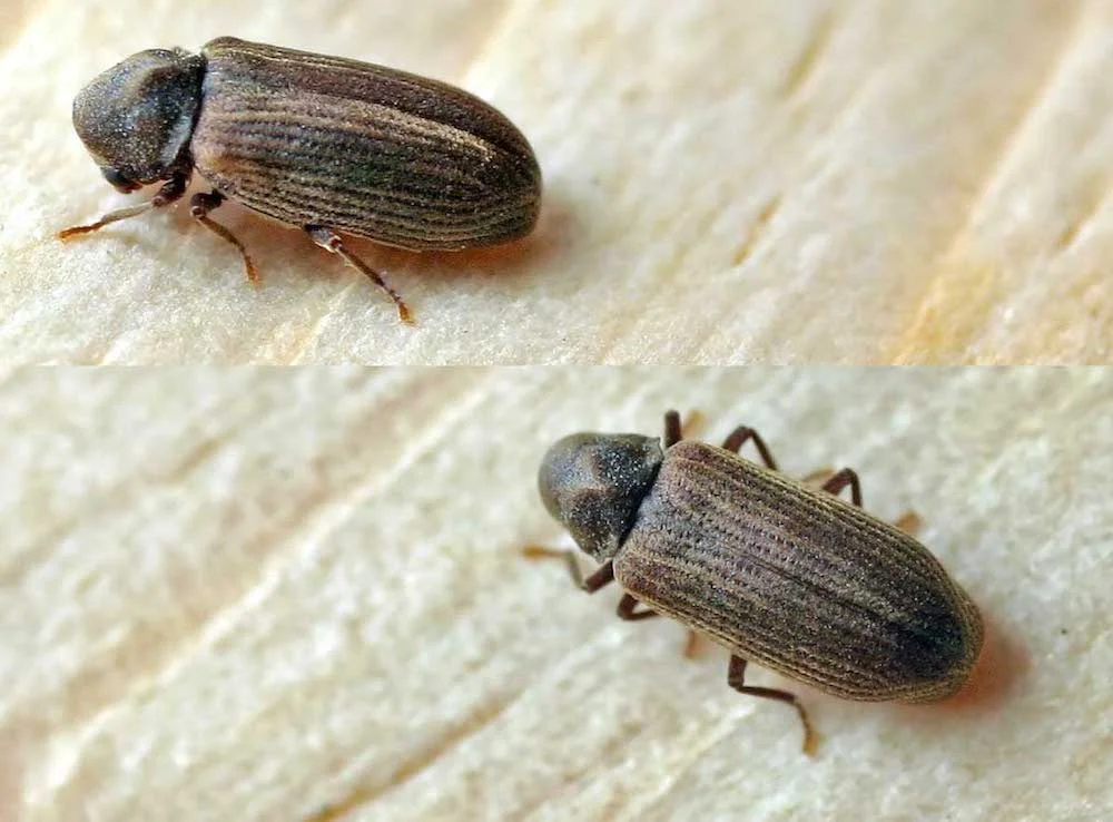 Woodworm Treatment Services Water Orton.jpg