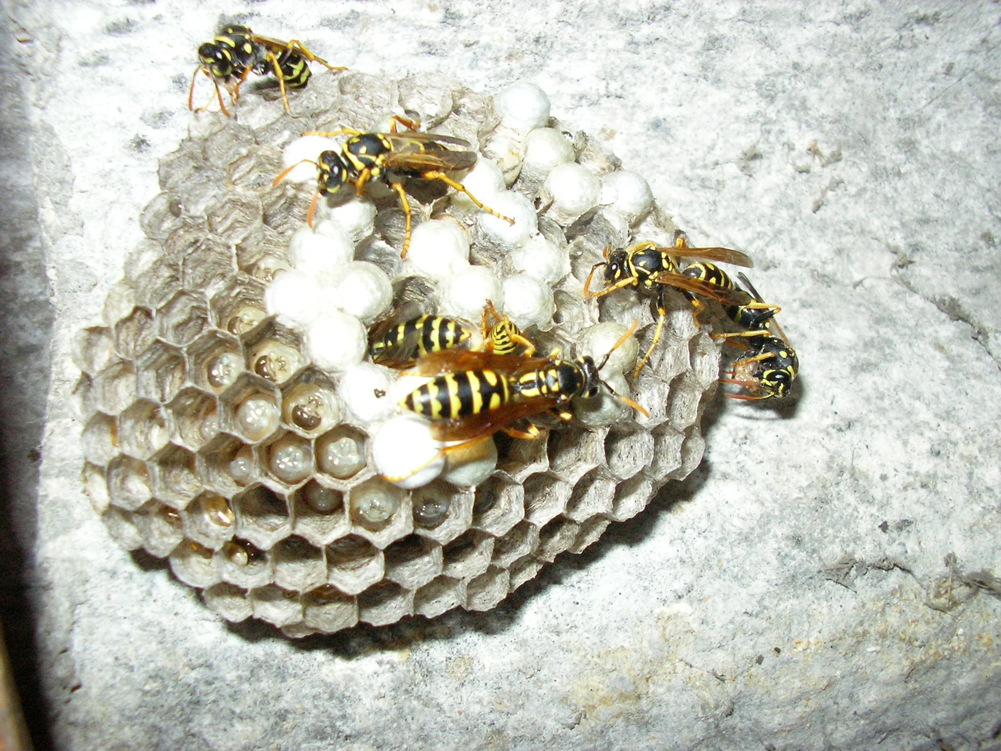Wasp Pest Control Services Warwickshire.jpg