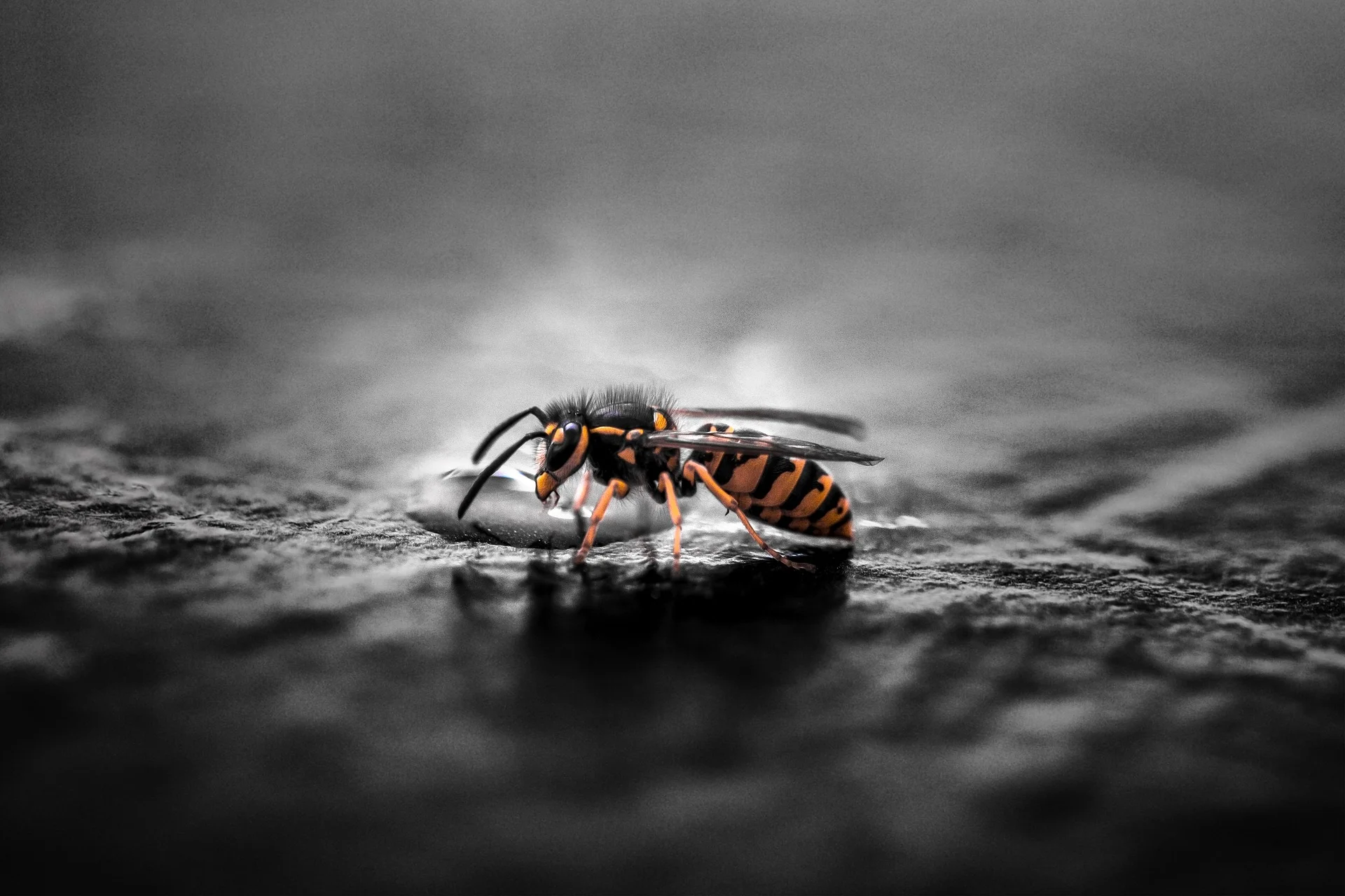Wasp Pest Control Services Castle Bromwich.jpg