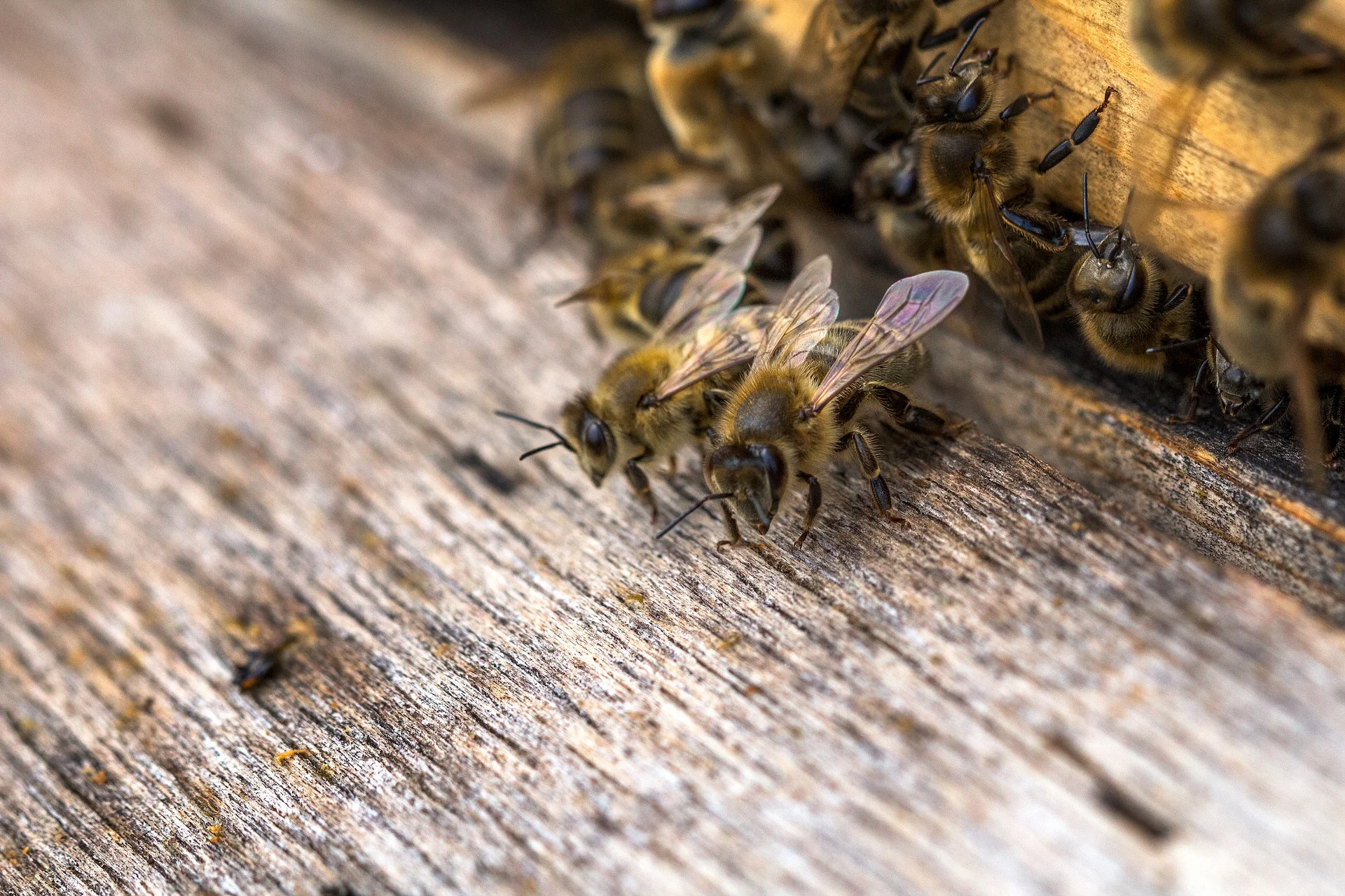 Bee Pest Control Services Nuneaton.jpg