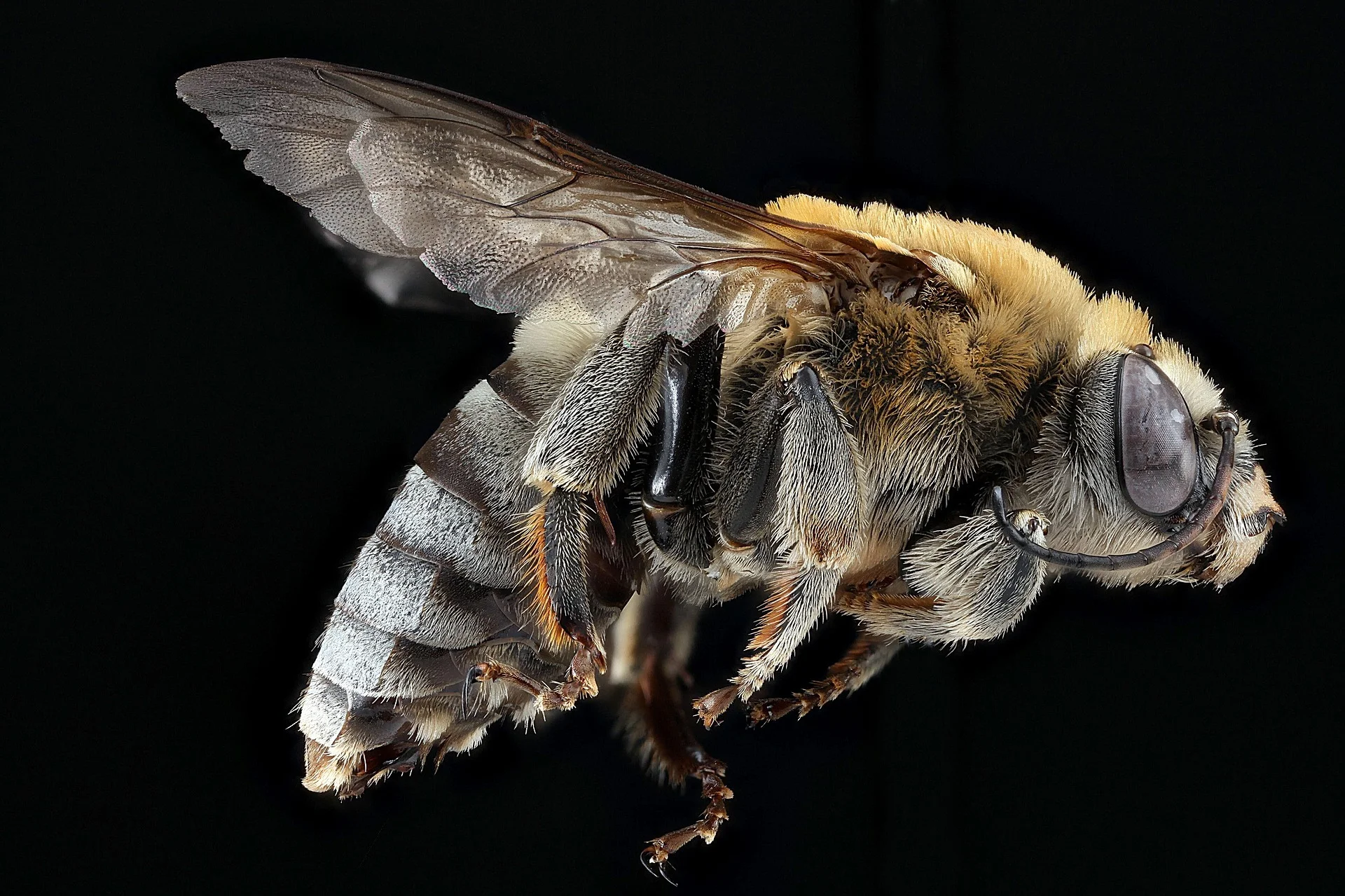Bee Pest Control Services Warwickshire.jpg