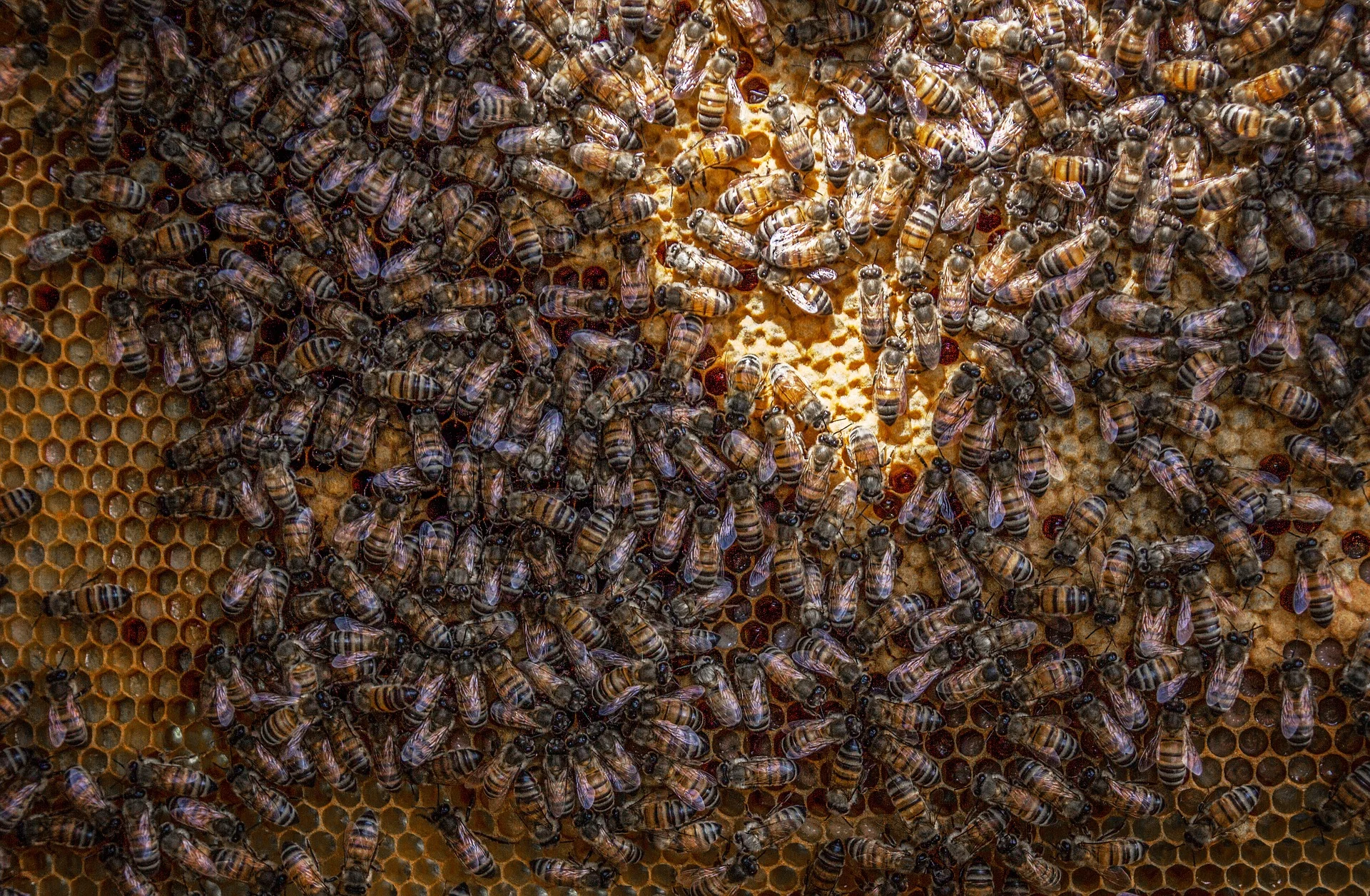 Bee Pest Control Services Water Orton.jpg