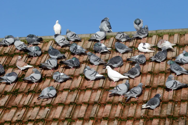 Pigeon Pest Control Services Coastle Bromwich.jpg