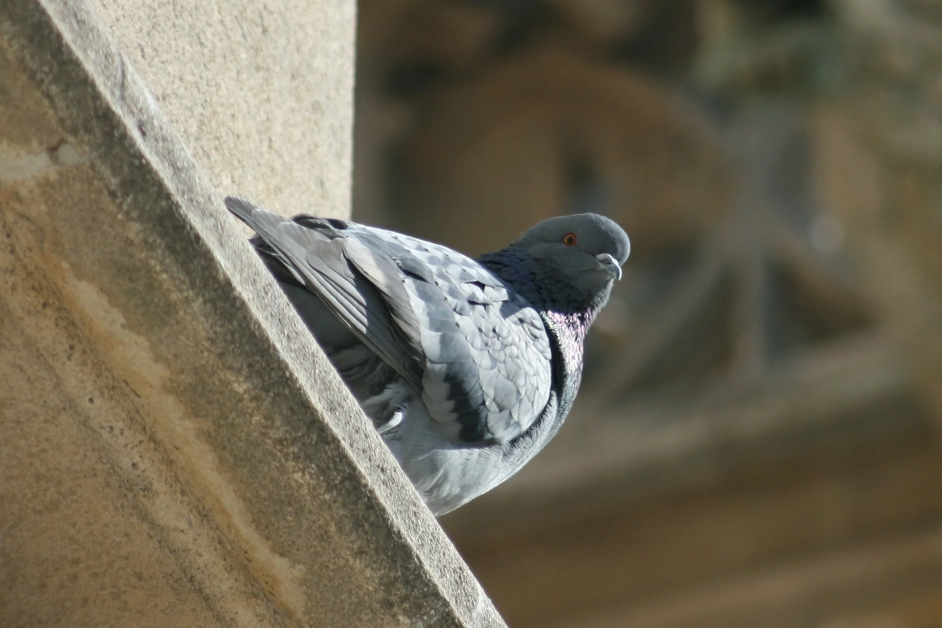 Pigeon Pest Control Services Coleshill.jpg