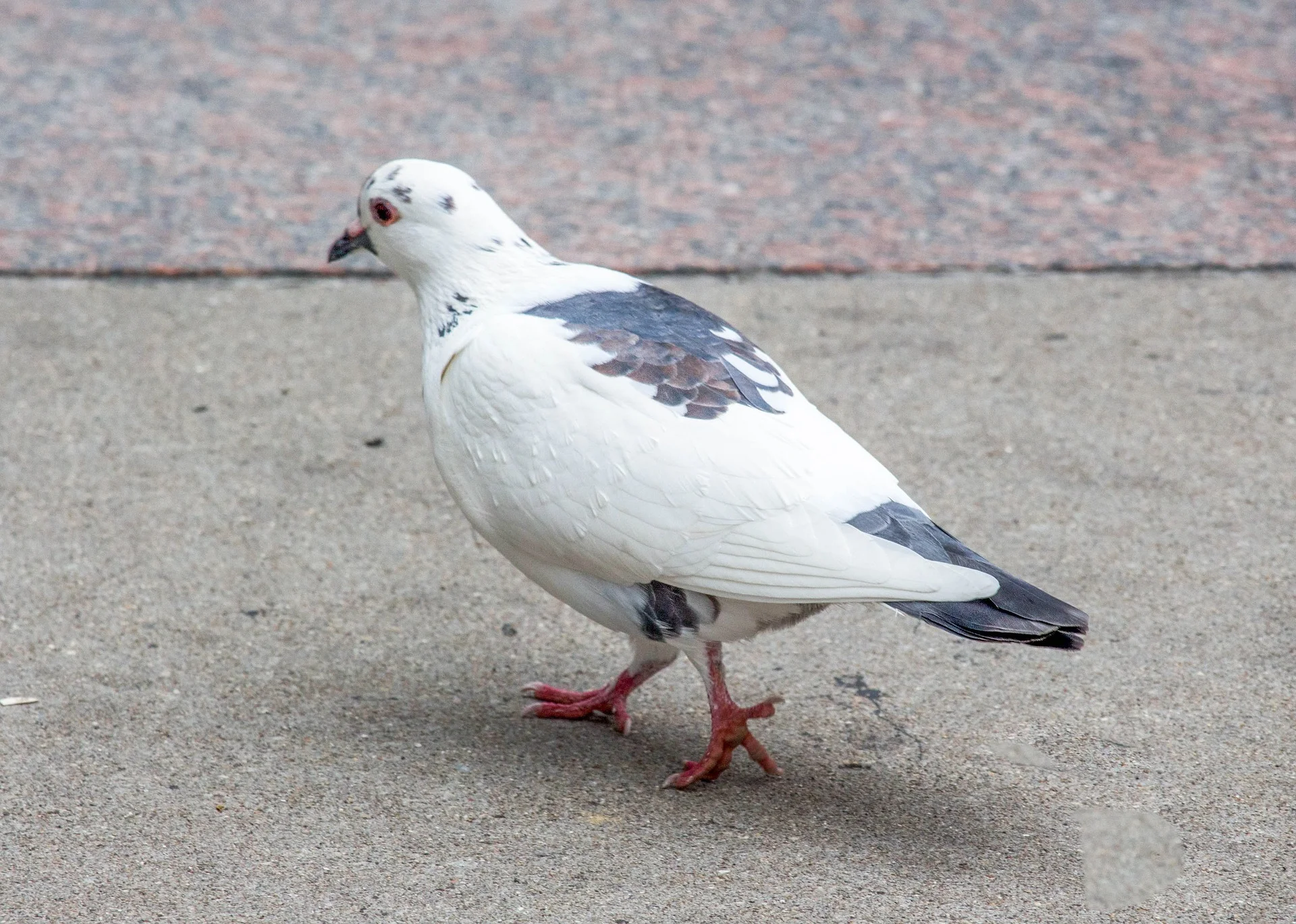 Pigeon Pest Control Services Warwickshire.jpg