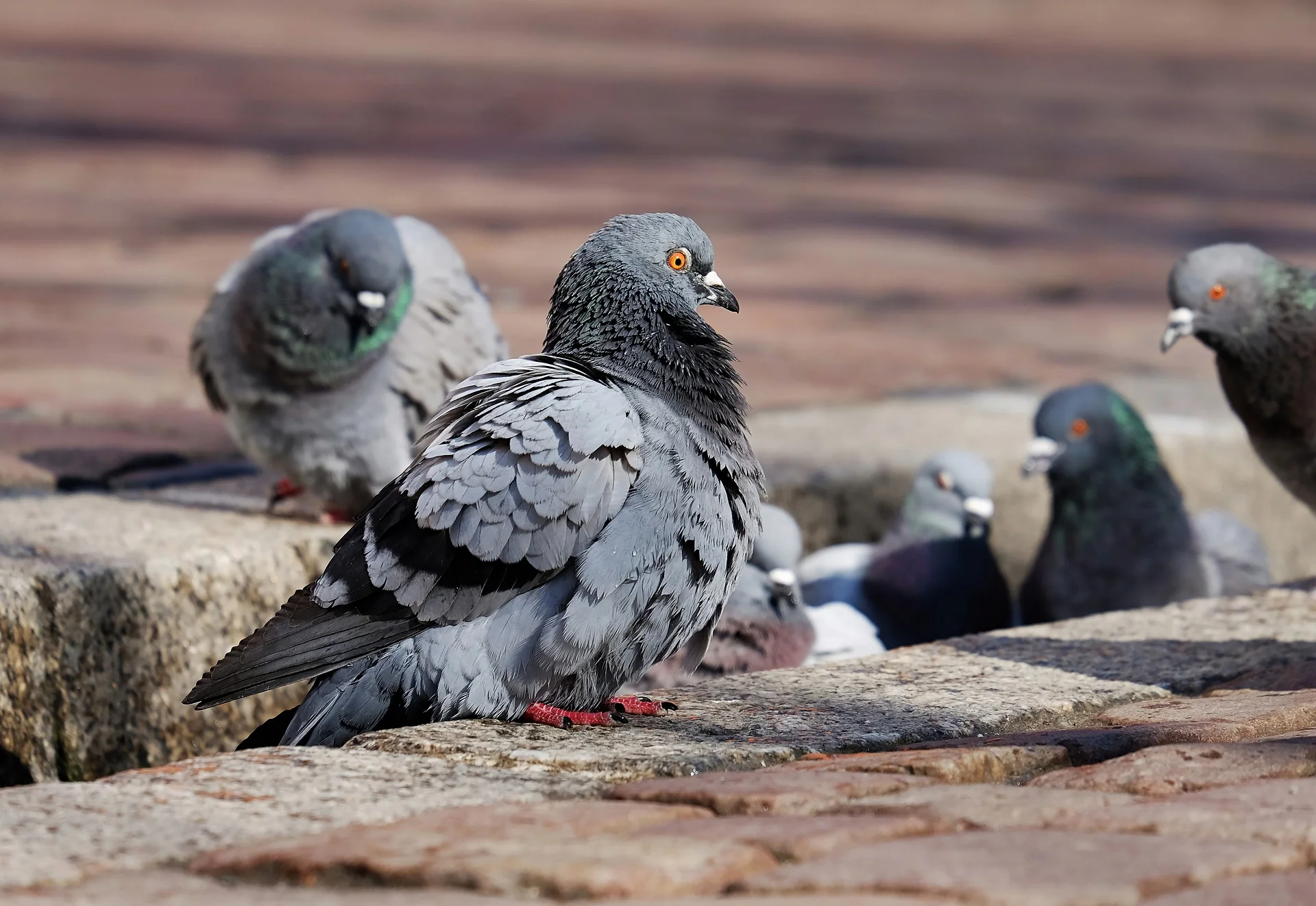 Pigeon Pest Control Services Water Orton.jpg