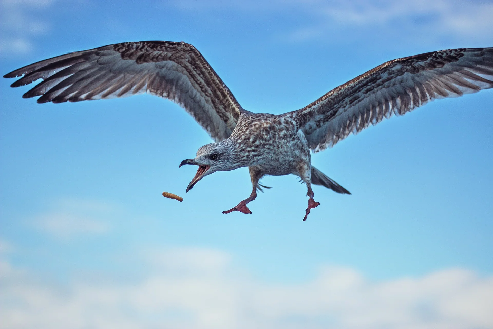 Seagull Pest Control Castle Bromwich.jpg
