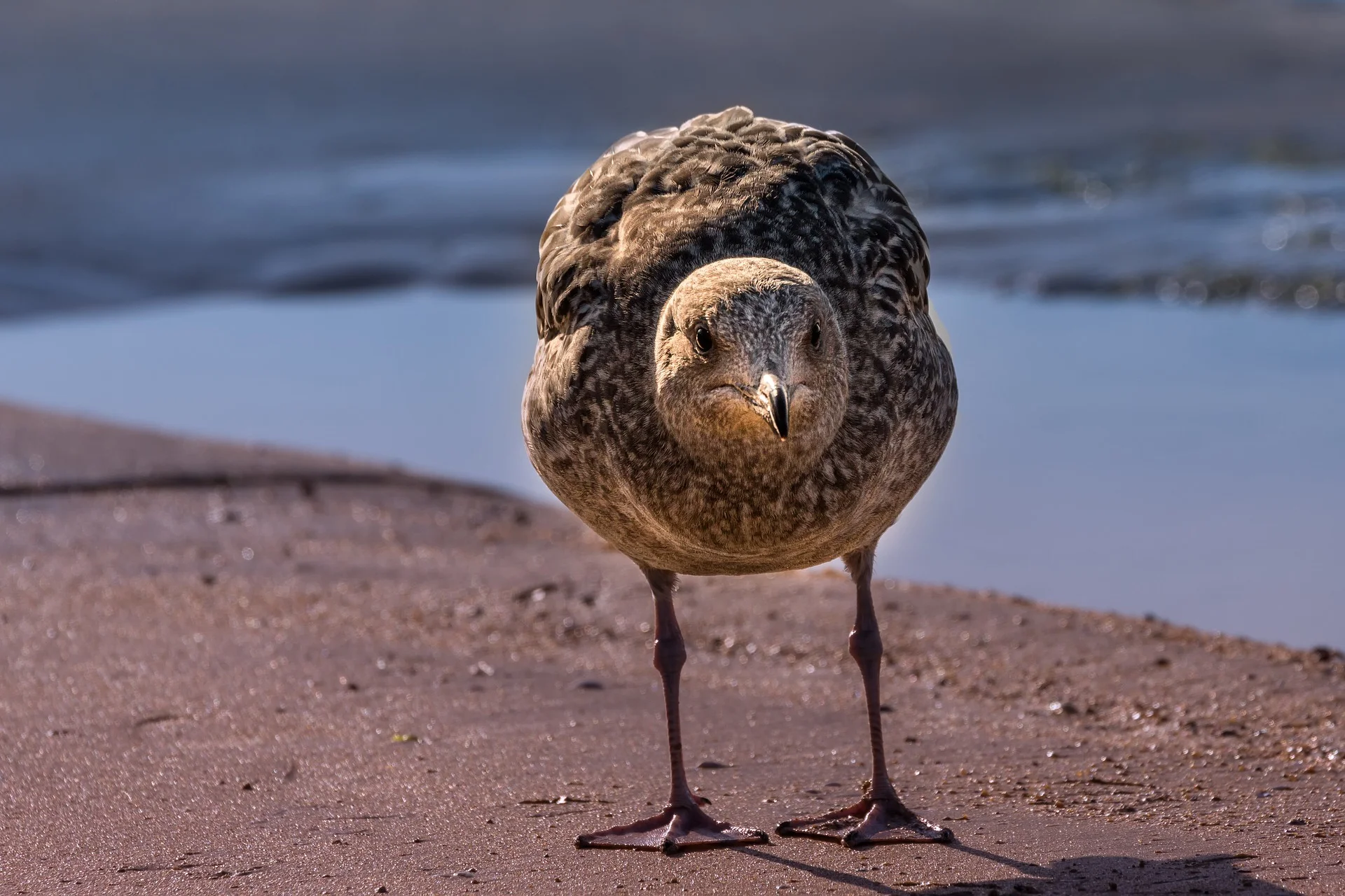 Seagull Pest Control Warwickshire.jpg