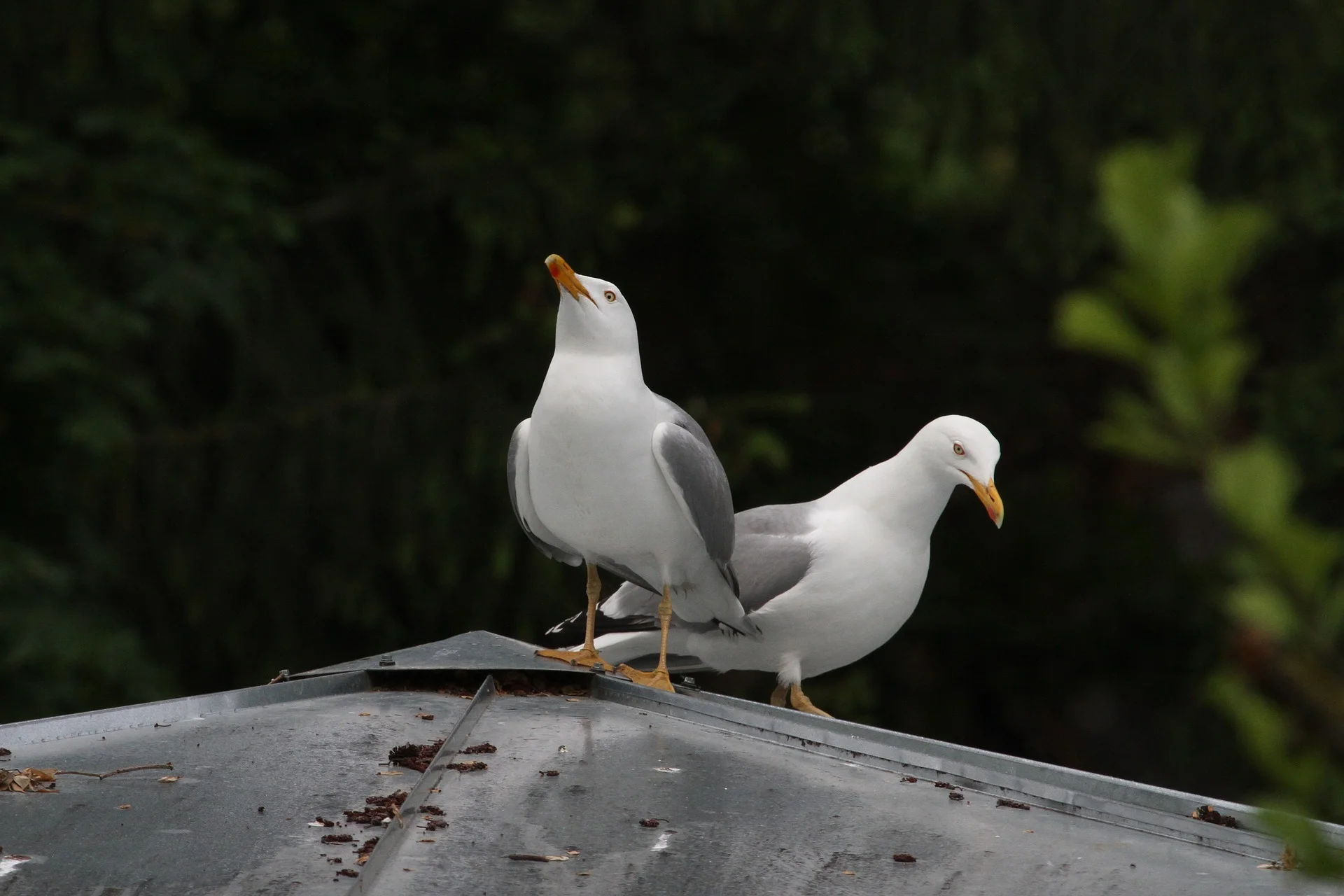 Seagull Pest Control Water Orton.jpg