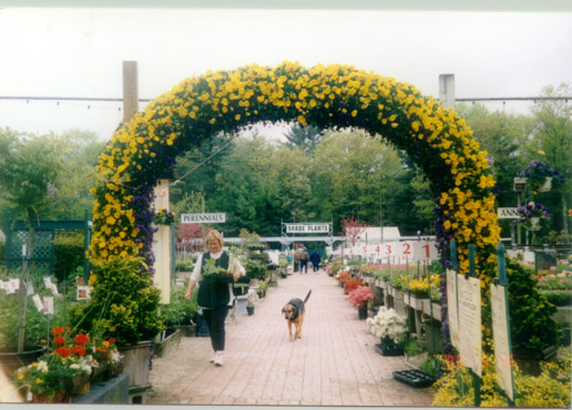 Spring Pansy Floral Arch