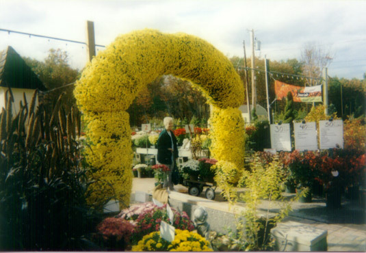Early Fall Chrysanthemum Arch