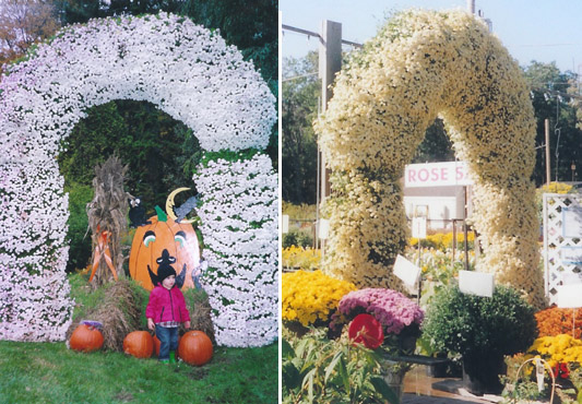 CHRYSANTHEMUM ARCH