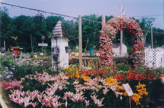 Summer Flowering Plants